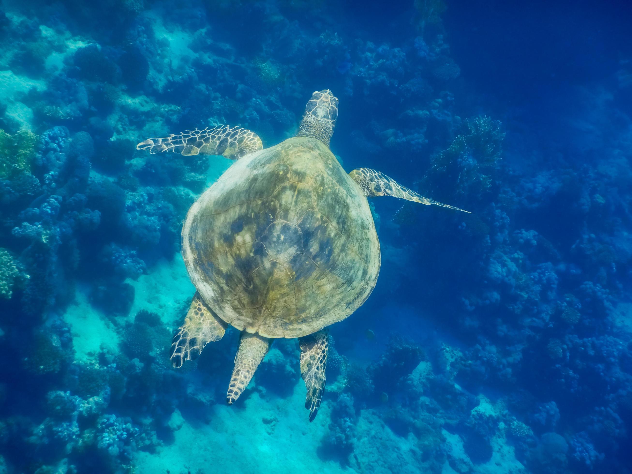 green sea turtle swims over corals in the red sea egypt Stock Free