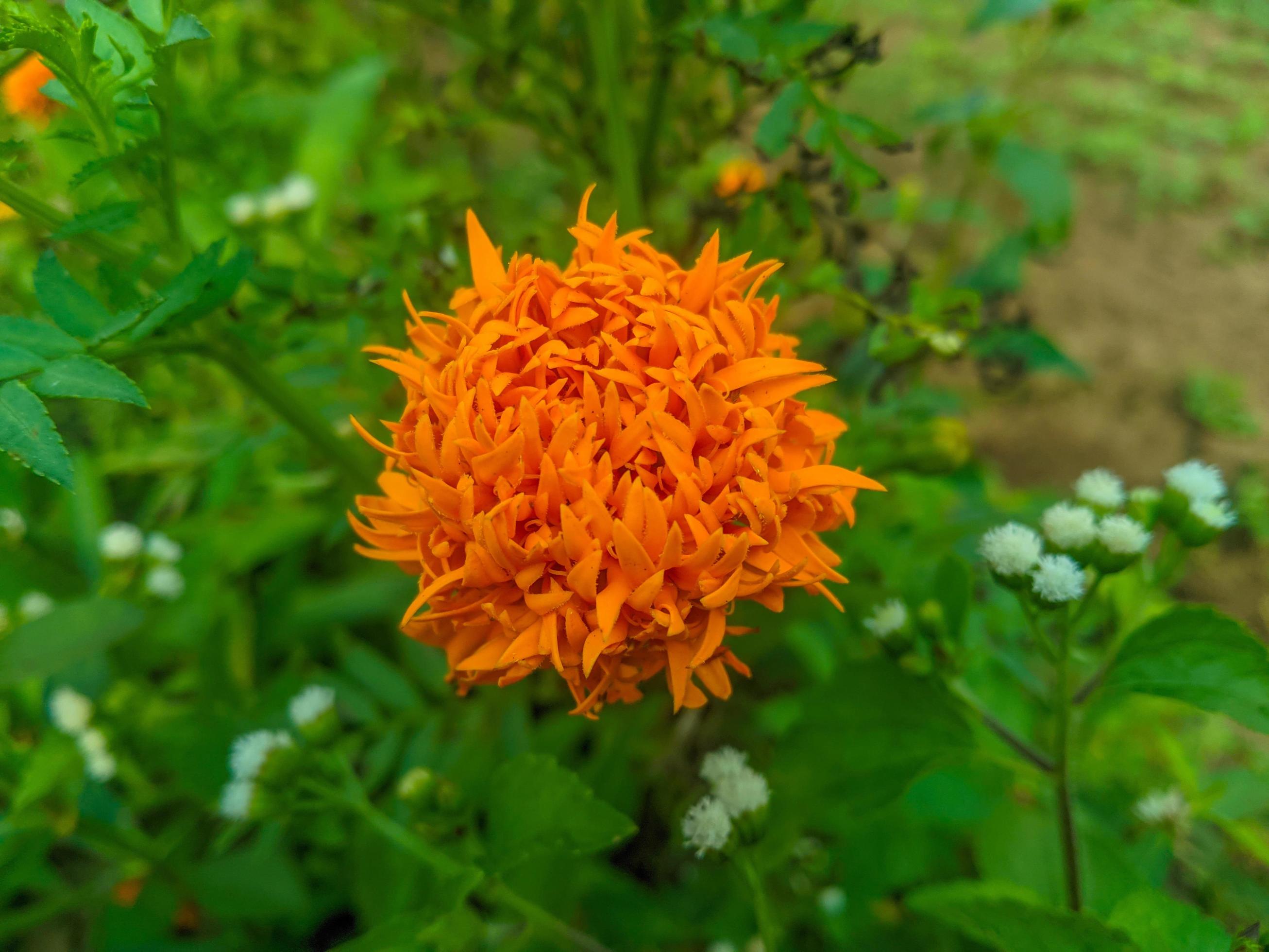 Orange marigold flowers. This flower has the meaning of beauty, wealth, fame, and warmth Stock Free