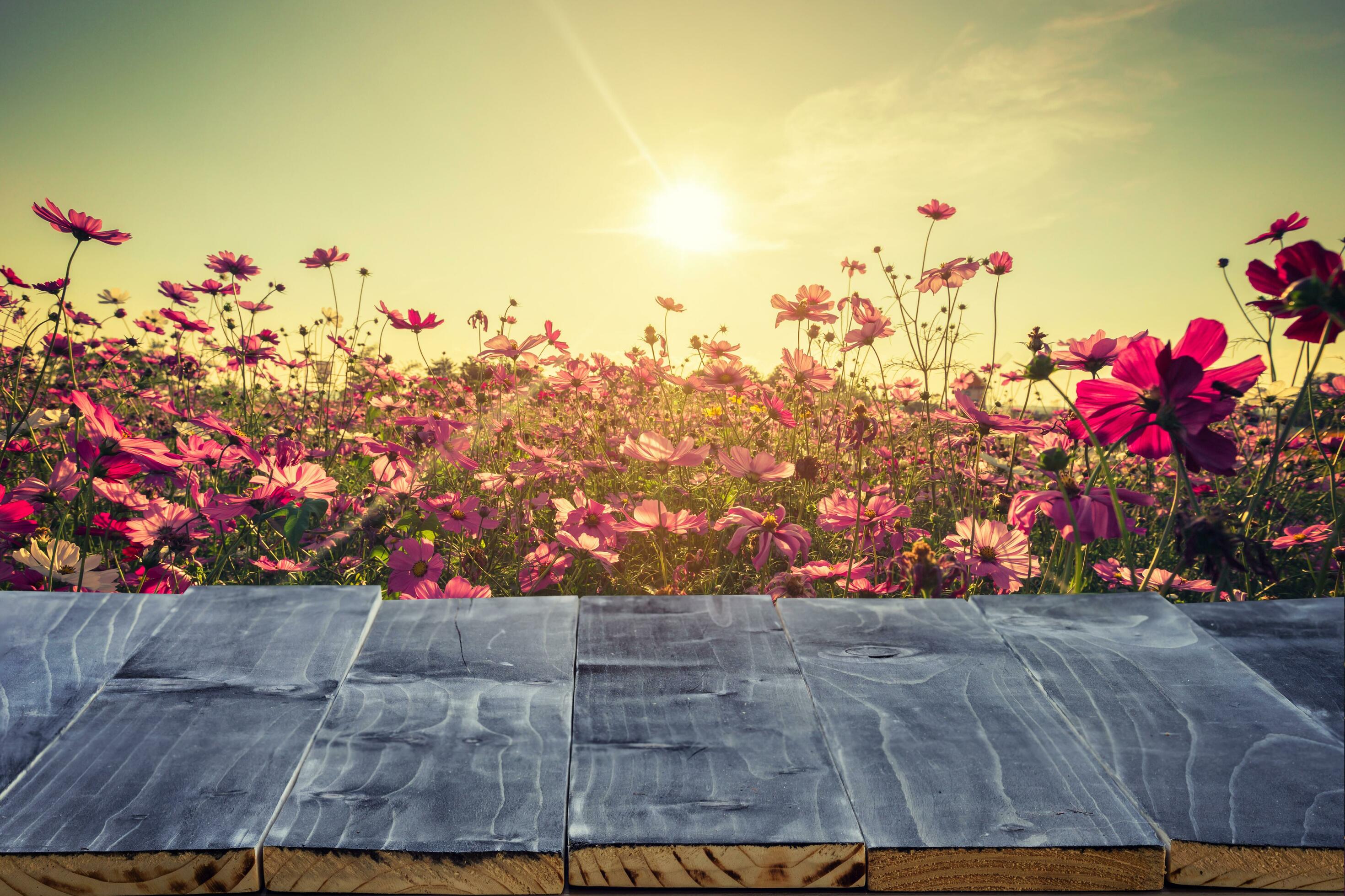 Empty wood table top for product display montage and cosmos flower and sunlight in garden. Stock Free