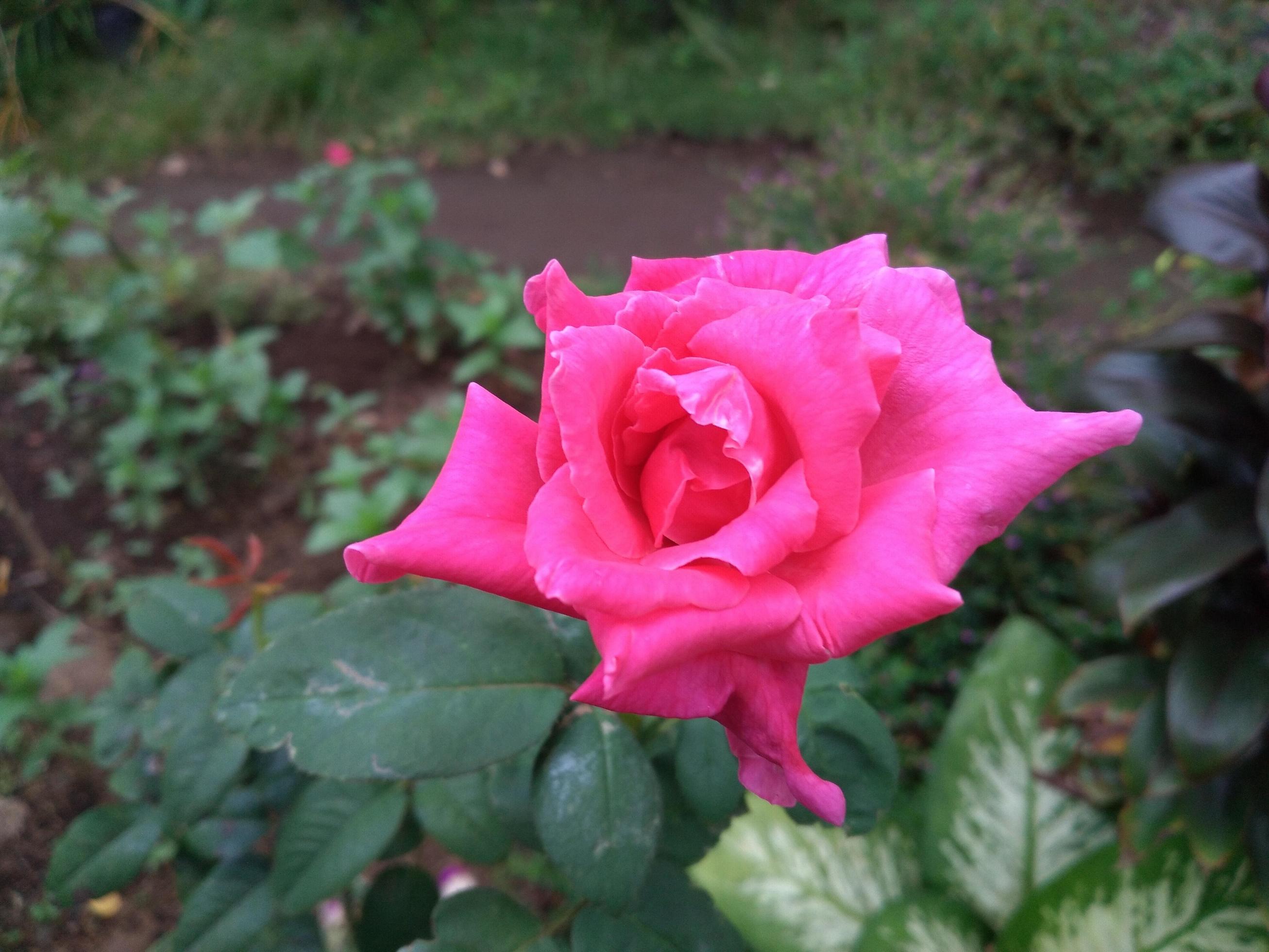 Pink Rose flower with raindrops on background pink roses flowers. Nature. Stock Free