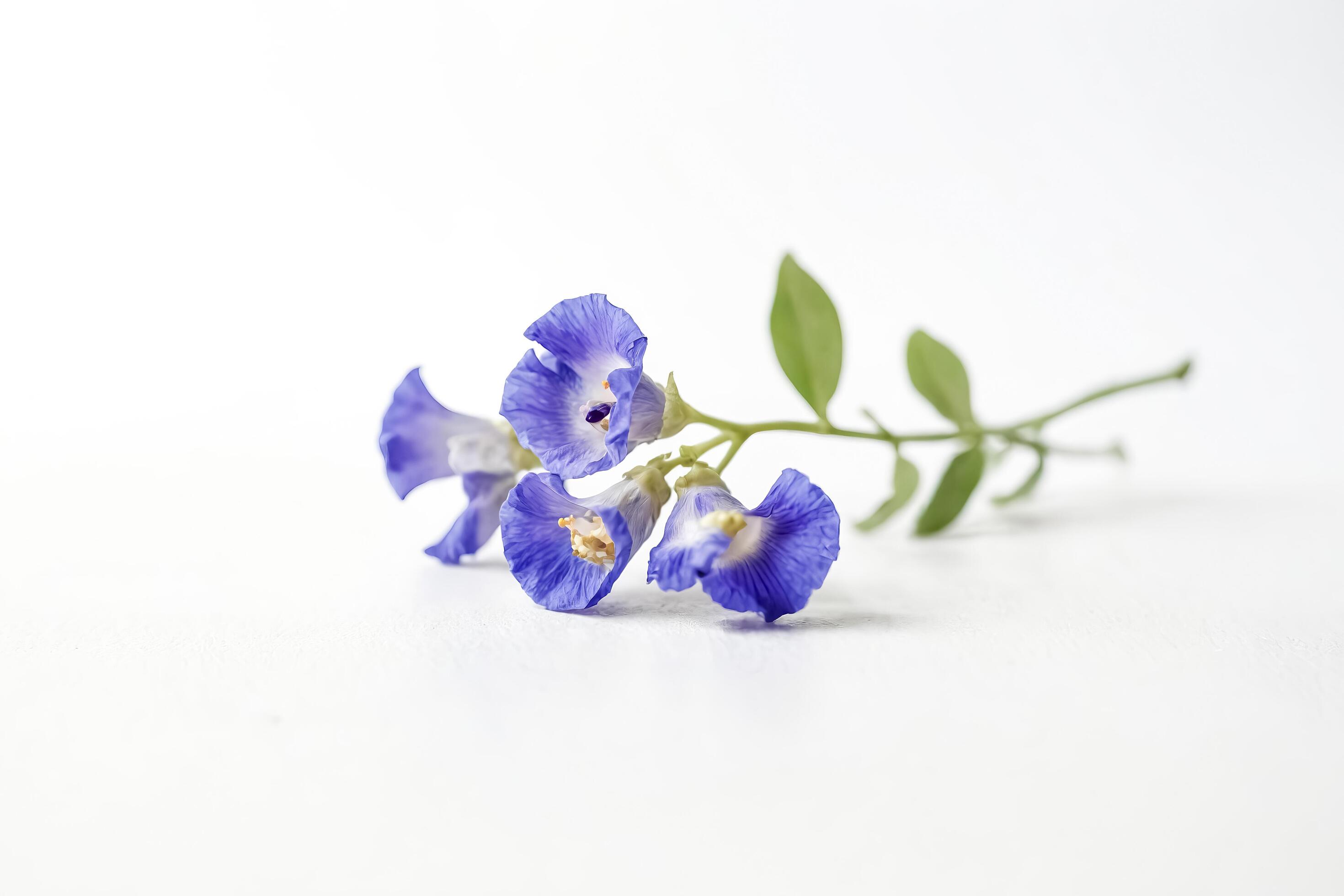 Blue Butterfly Pea Flowers on White Background Stock Free