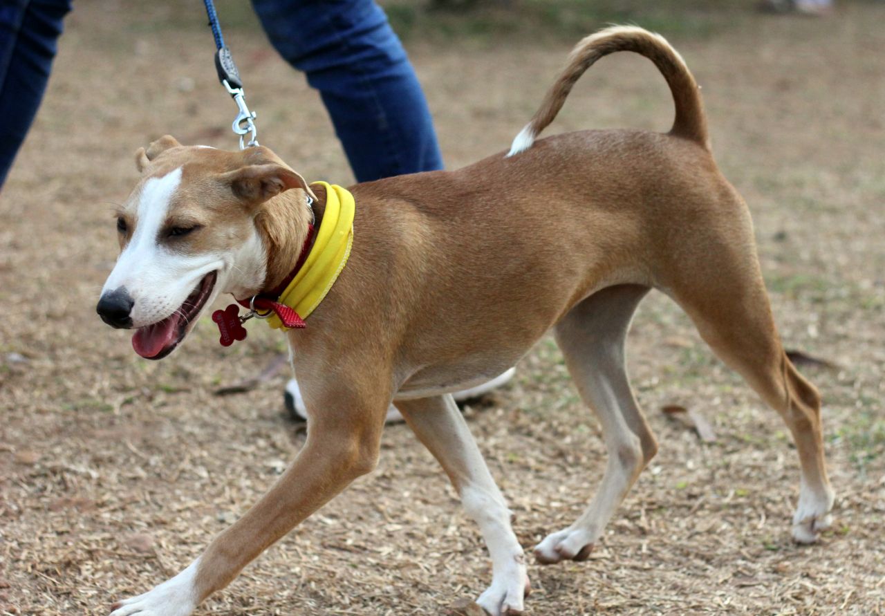 Cute Brown Dog Stock Free