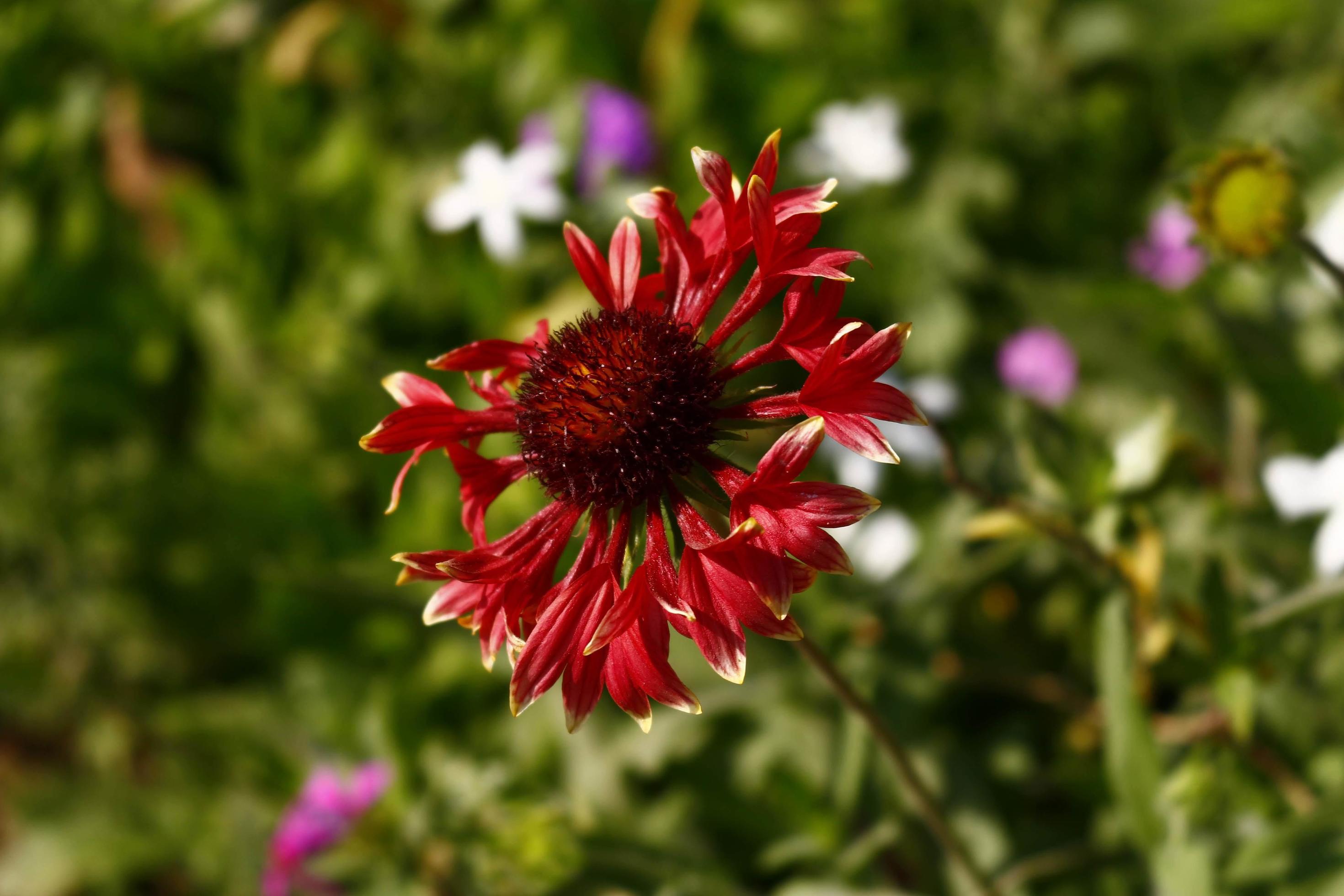 Bright Colorful Flowers In Outdoor Garden in Karachi Pakistan 2022 Stock Free