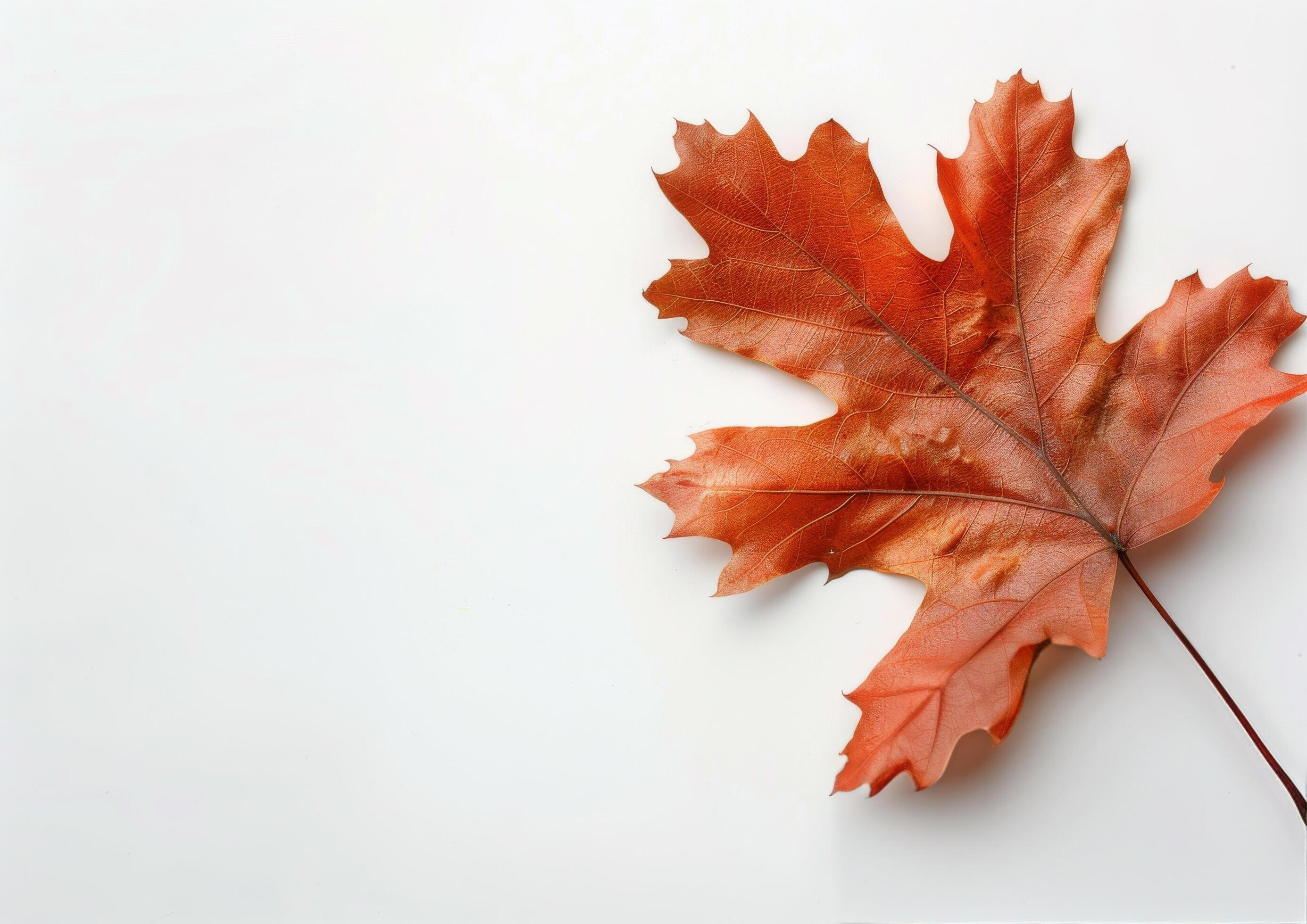 Single Brown Leaf on White Background Stock Free