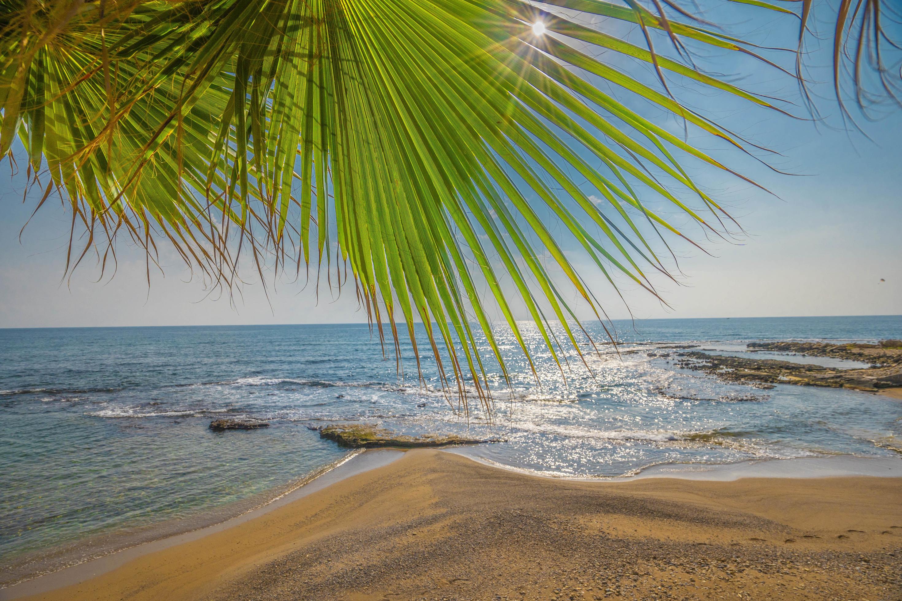 unique sea and sand view. Palm tree. beautiful beach peaceful view Stock Free