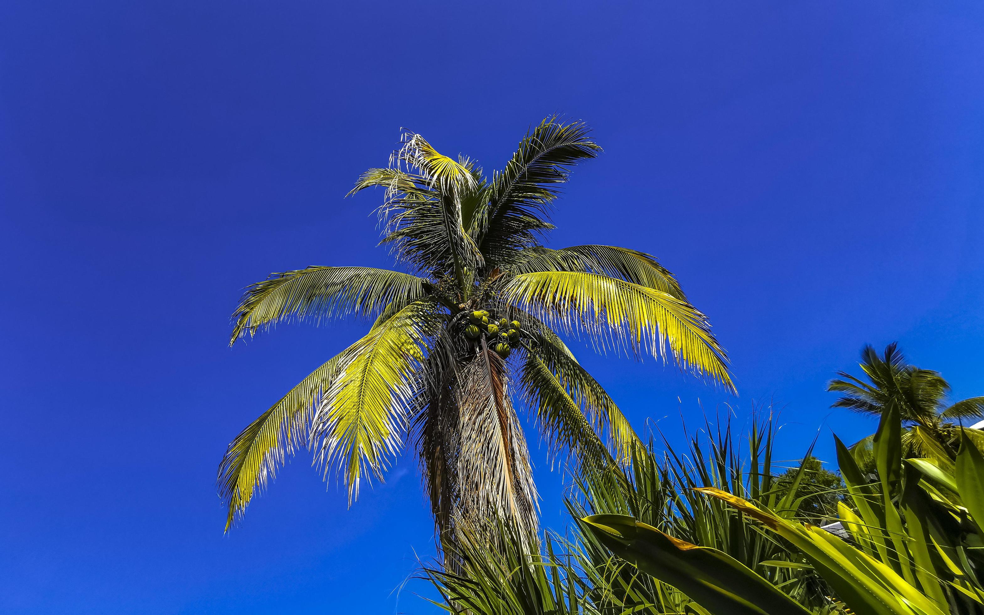 Tropical natural palm tree coconuts blue sky in Mexico. Stock Free