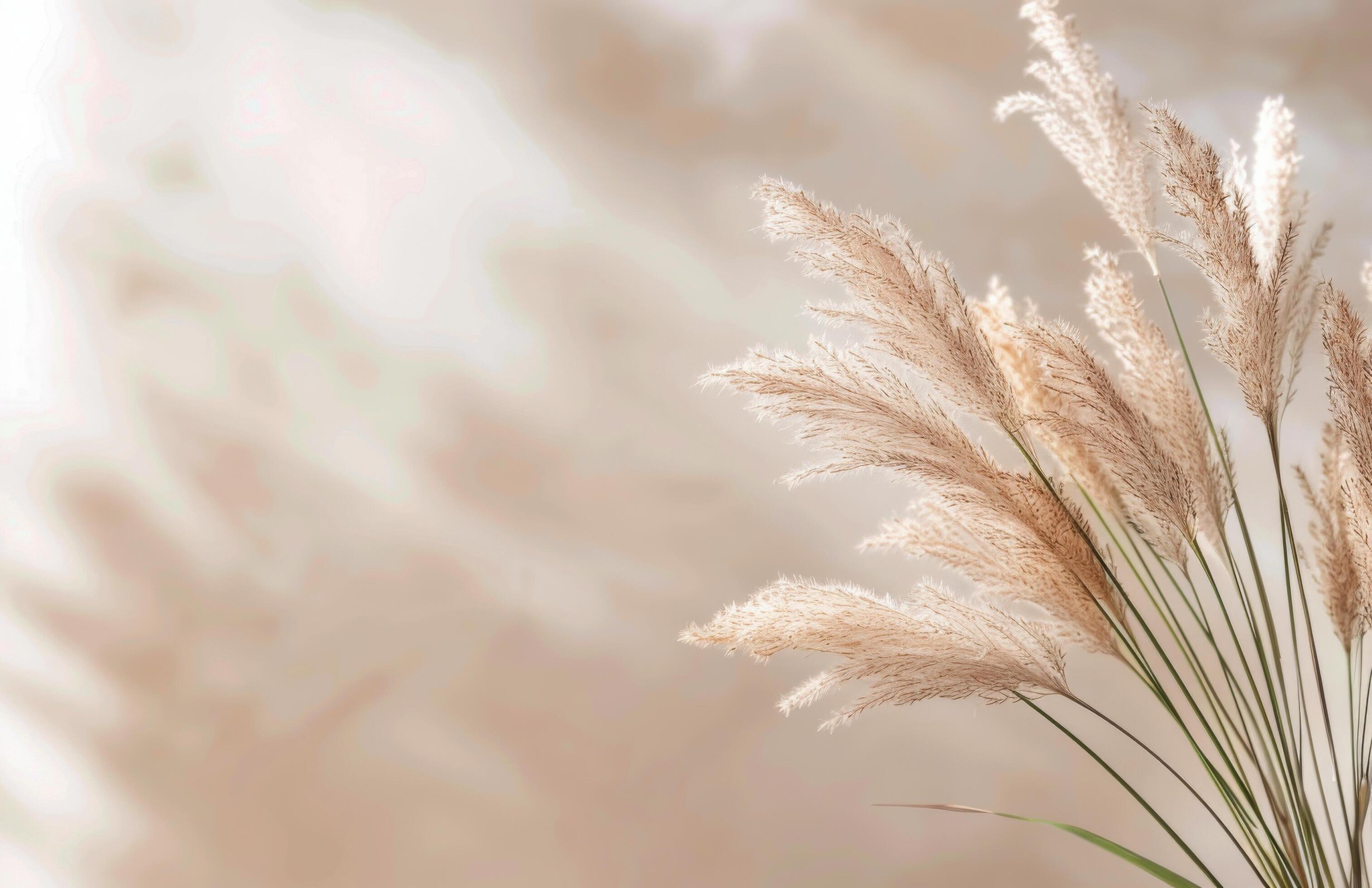 Pampas Grass Against A Soft Background Stock Free