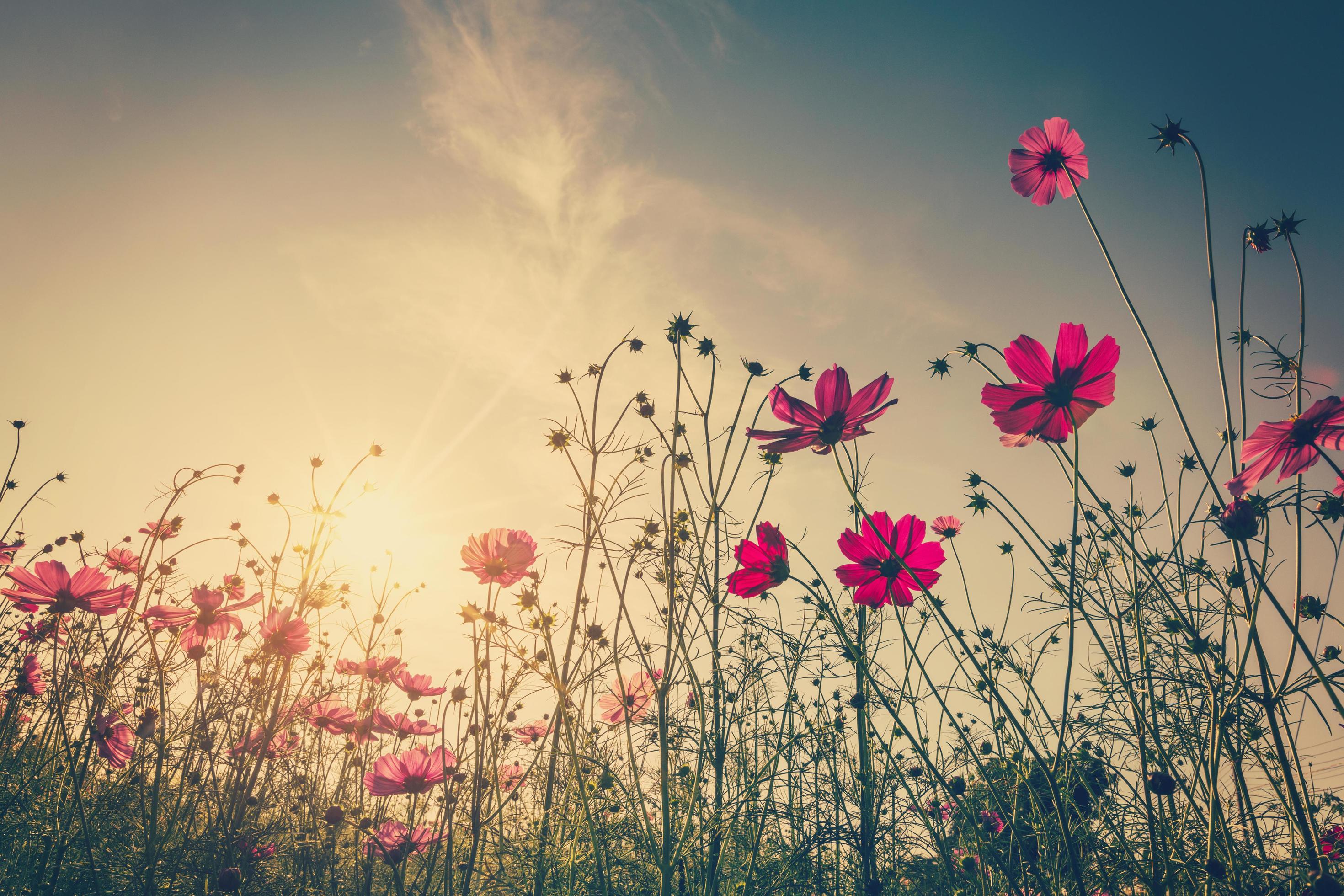Field cosmos flower and sky sunlight with Vintage filter. Stock Free