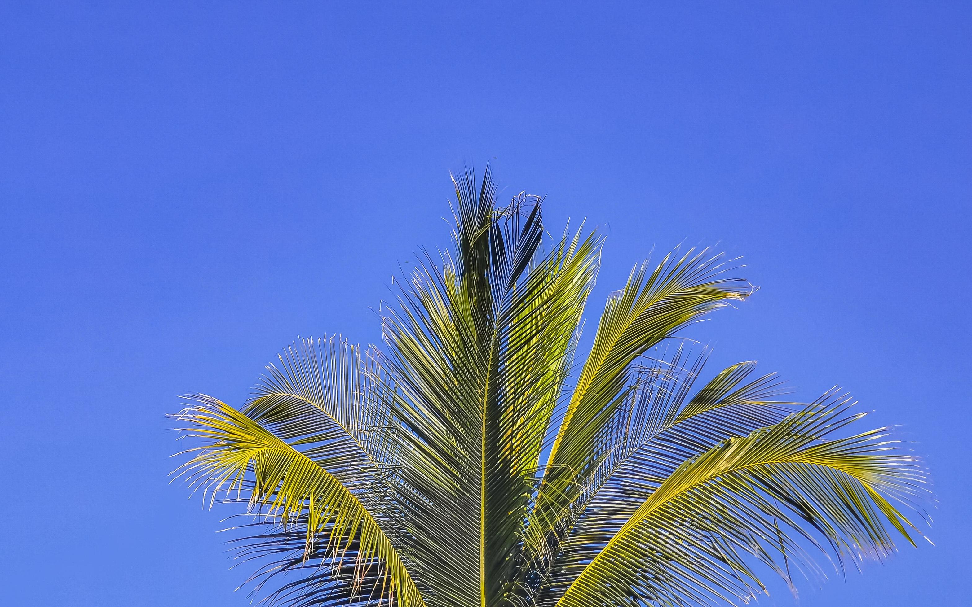 Tropical natural palm tree coconuts blue sky in Mexico. Stock Free