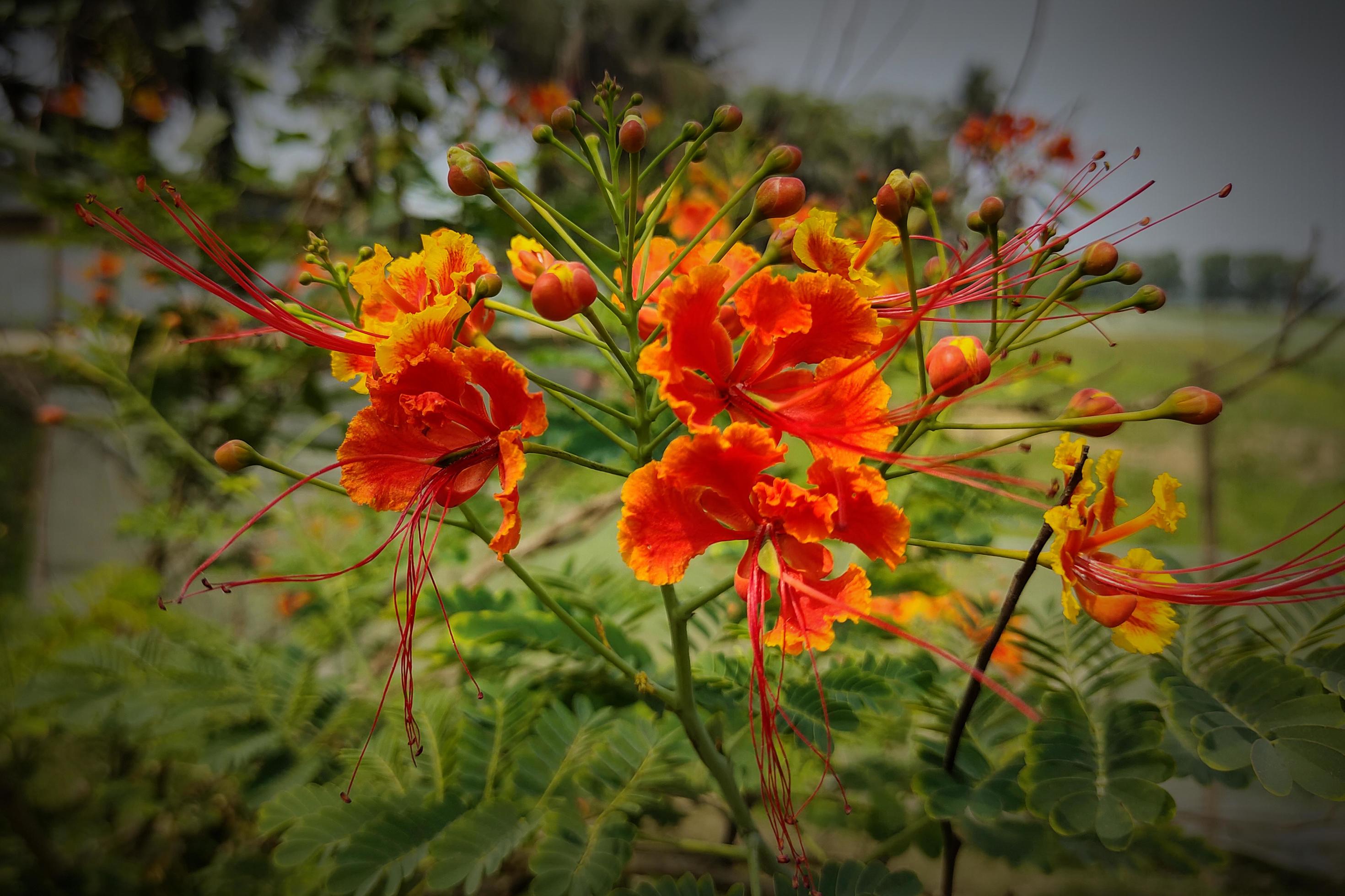 Peacock Flower in Full Bloom Close Stock Free