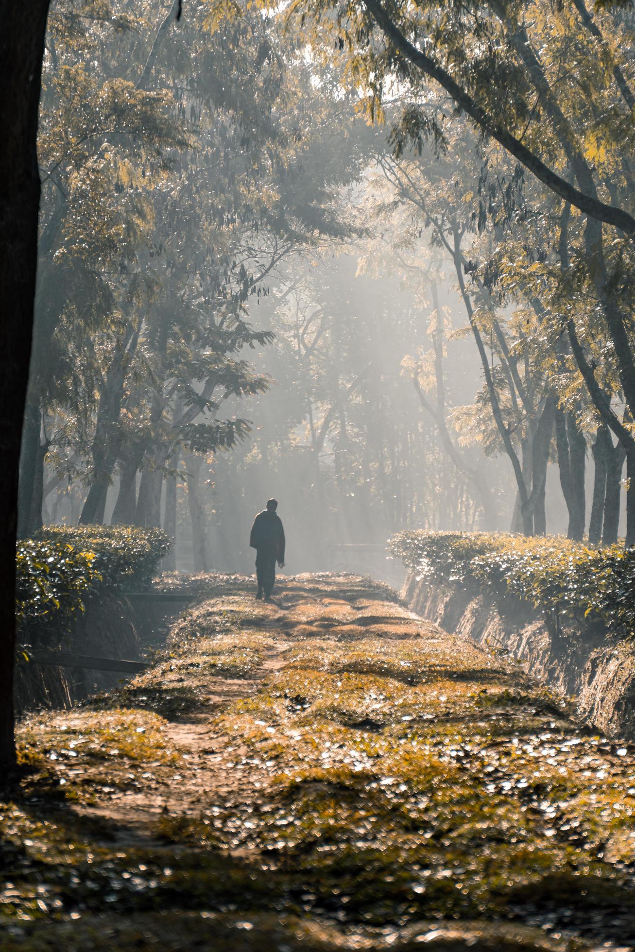 On a foggy morning, a person walking along a tree garden road Stock Free