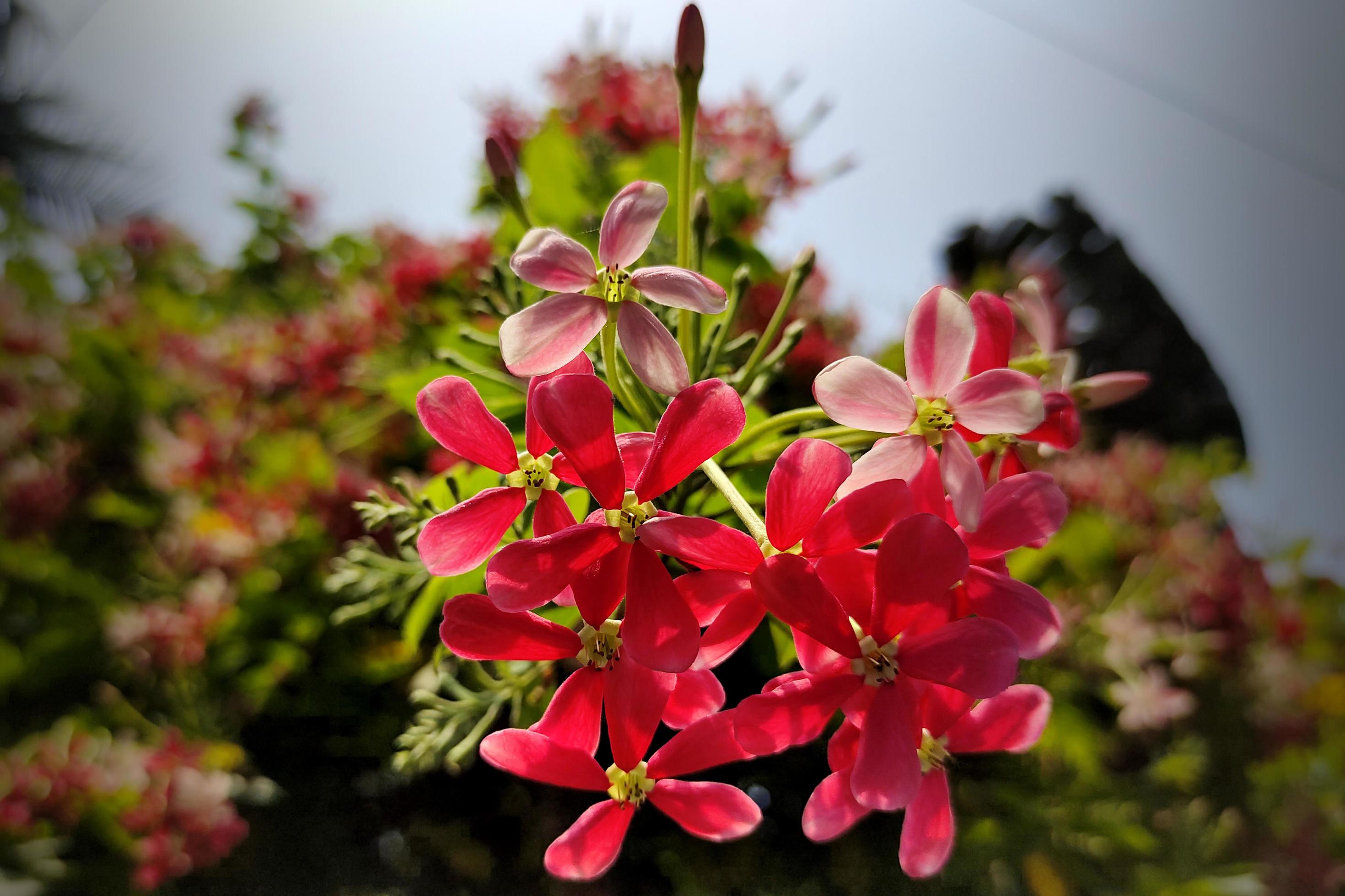 Combretum Indicum Flower Beautiful Photo Stock Free