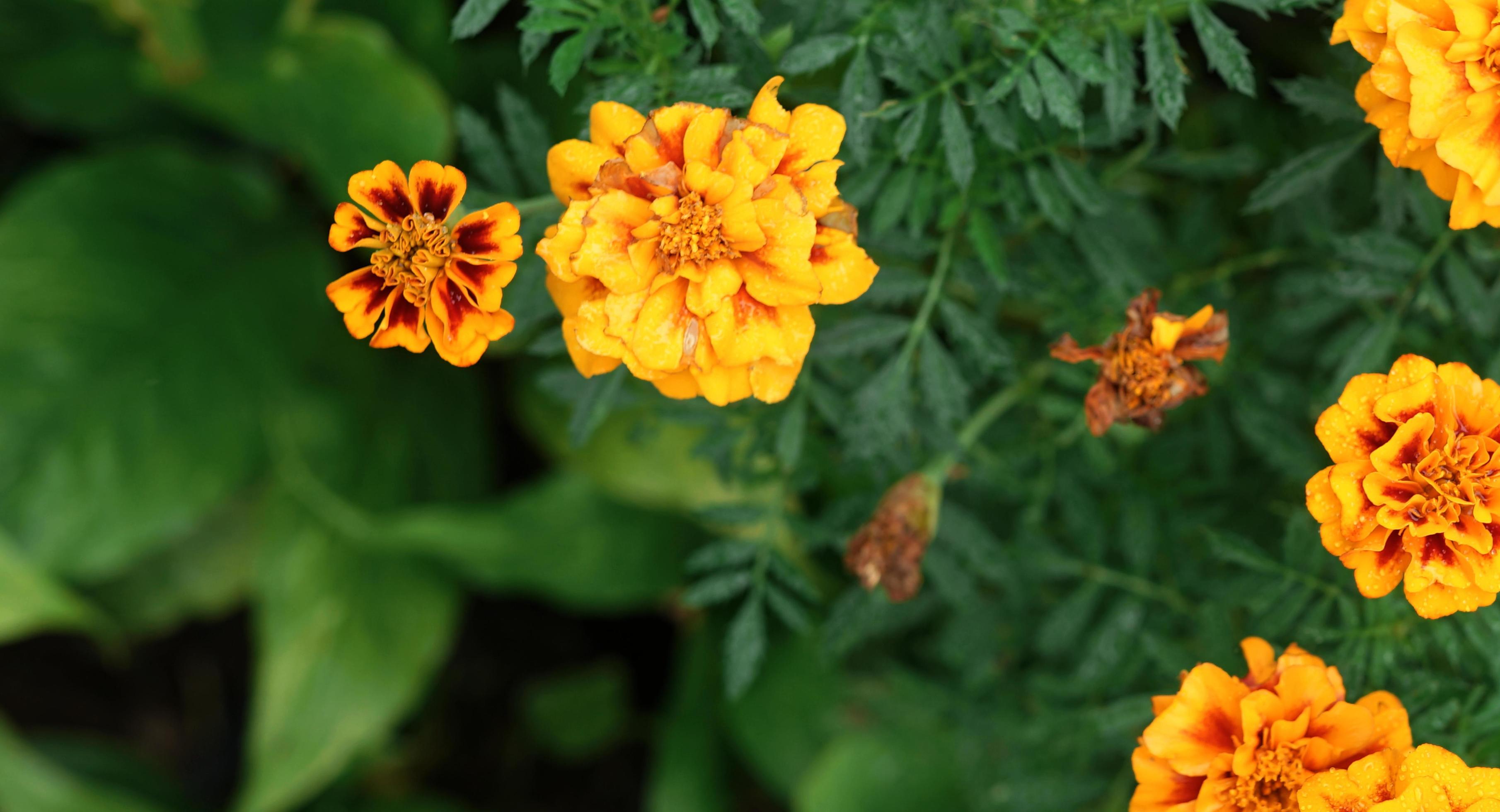 Close up of Tagetes erecta – big marigold, Marigold flowers and buds with leaves plant in country garden Stock Free