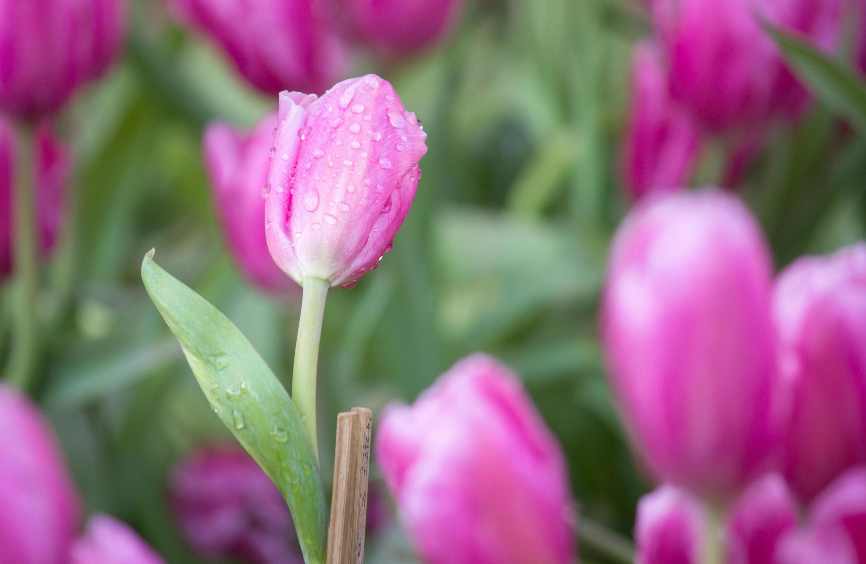 Pink tulip flower fields blooming in the garden Stock Free