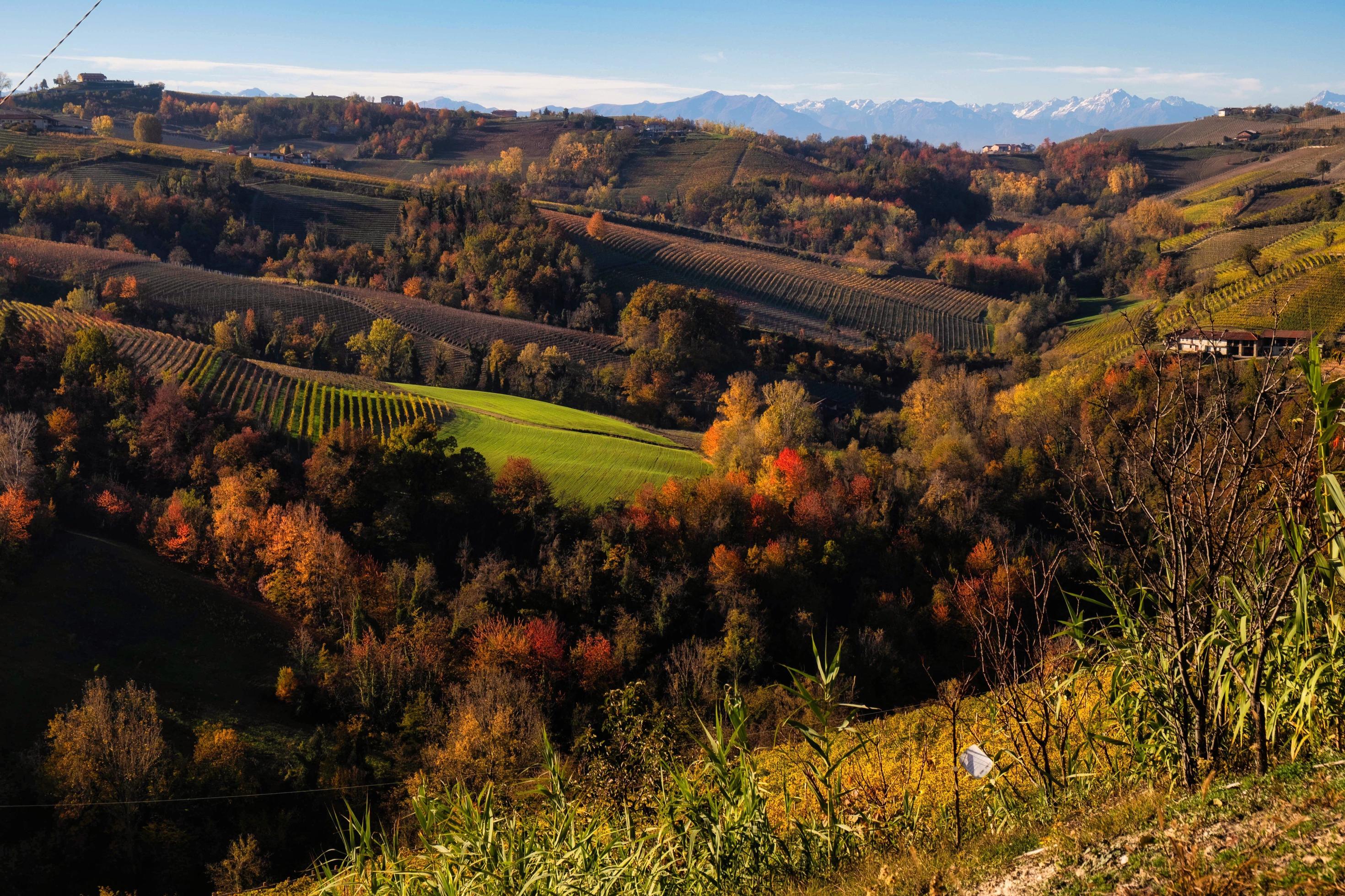 The colors of the Langhe in autumn in Serralunga Alba, with the vineyards and hills that are colored with warm colors like the autumn season Stock Free