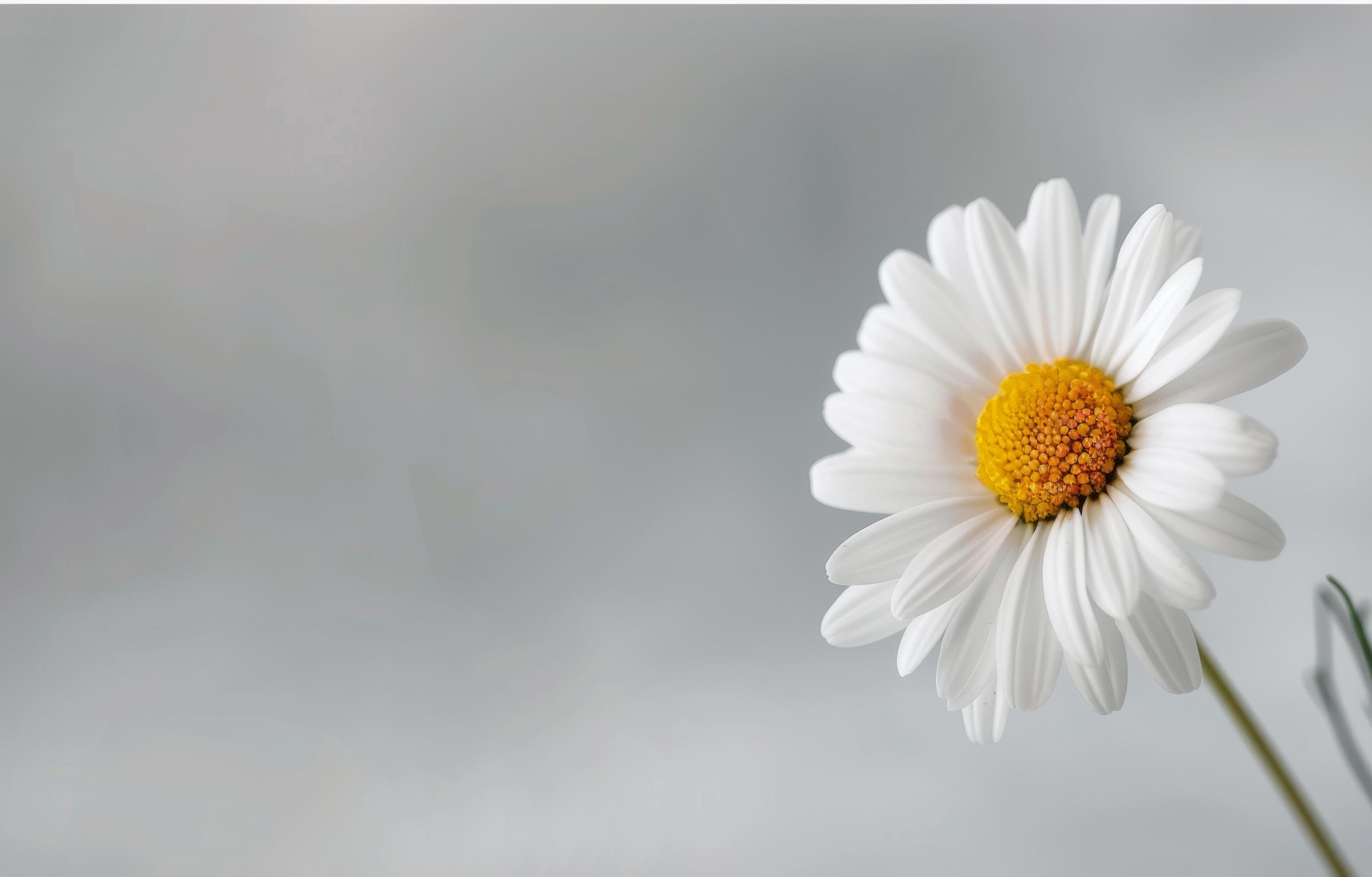 Single White Daisy Flower on White Background Stock Free