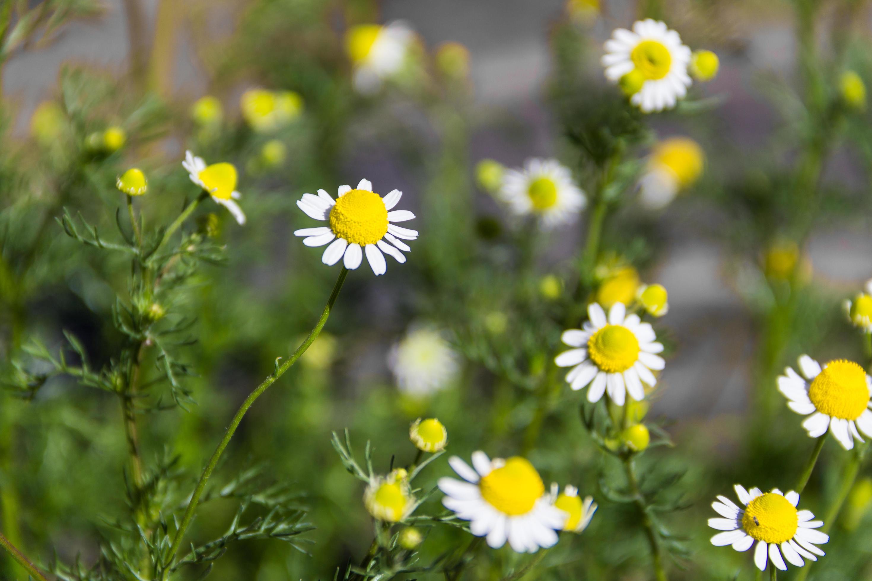 organic chamomile flowered in spring Stock Free