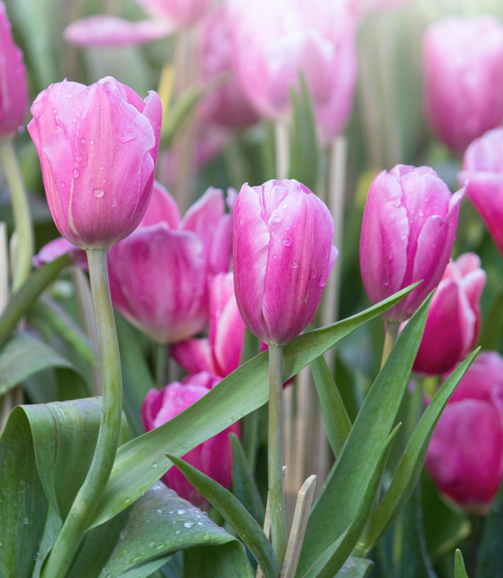 Pink tulip flower fields blooming in the garden Stock Free