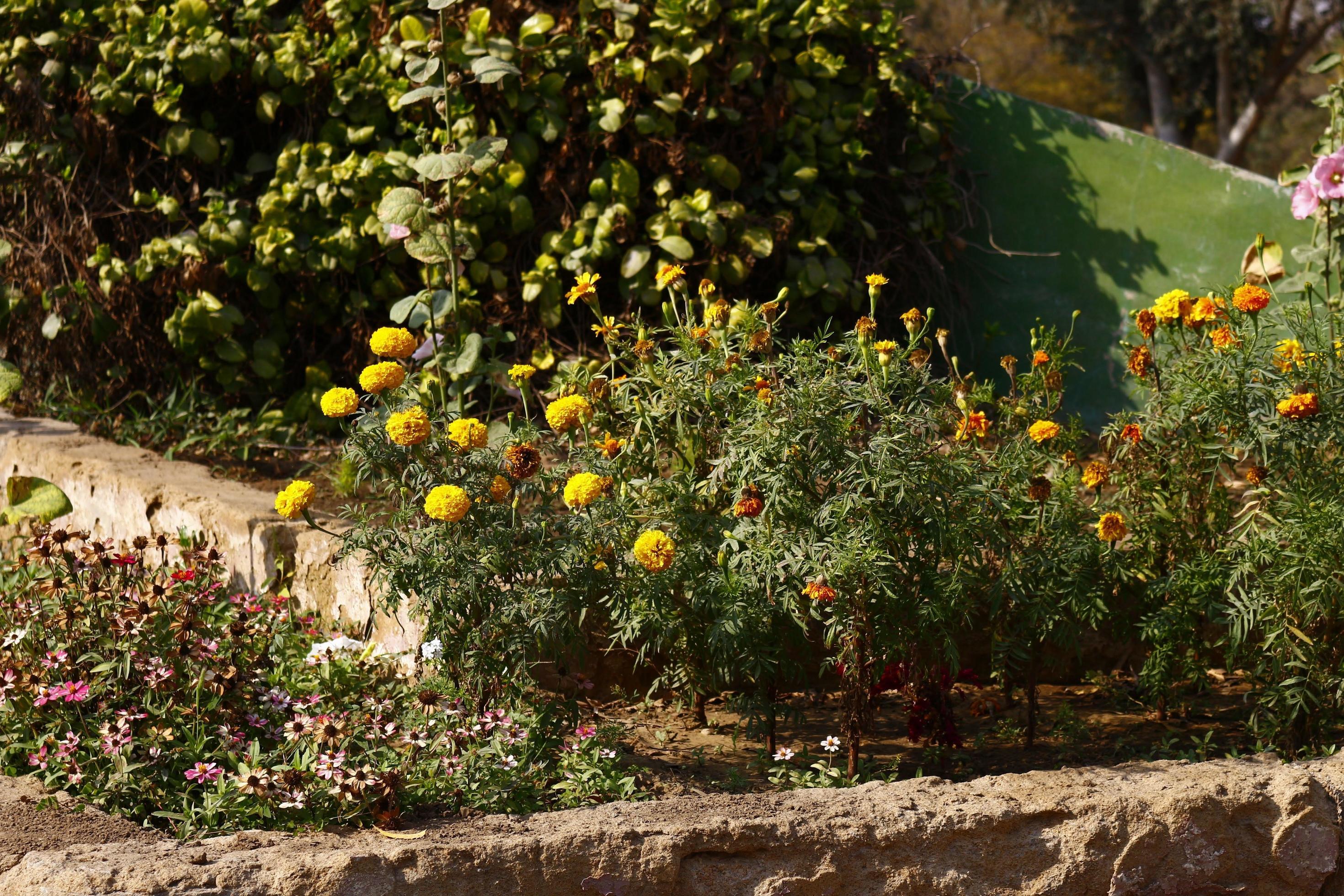 Bright Colored Flowering Plants in Outdoor Garden In Karachi Pakistan 2022 Stock Free