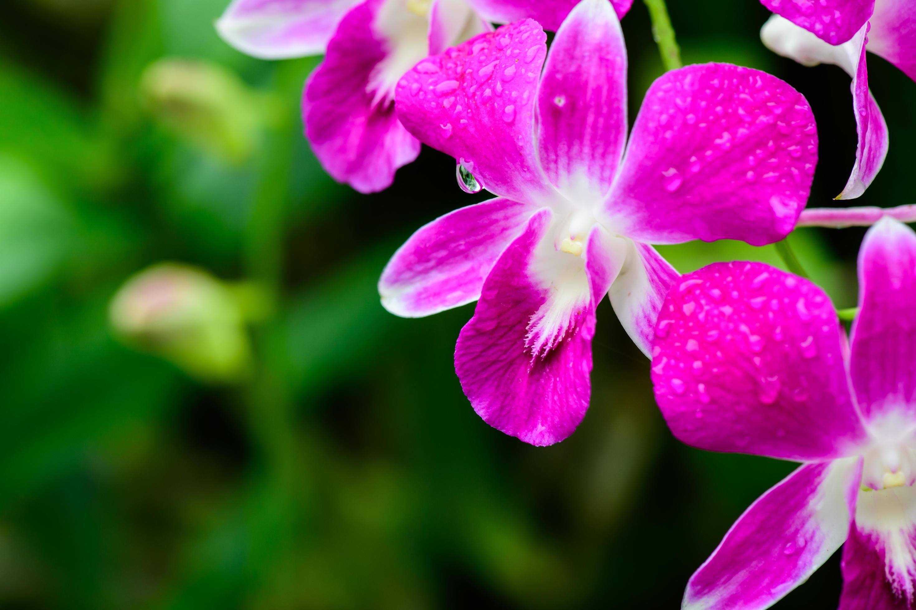 
									Purple fresh Orchids flowers in garden Stock Free