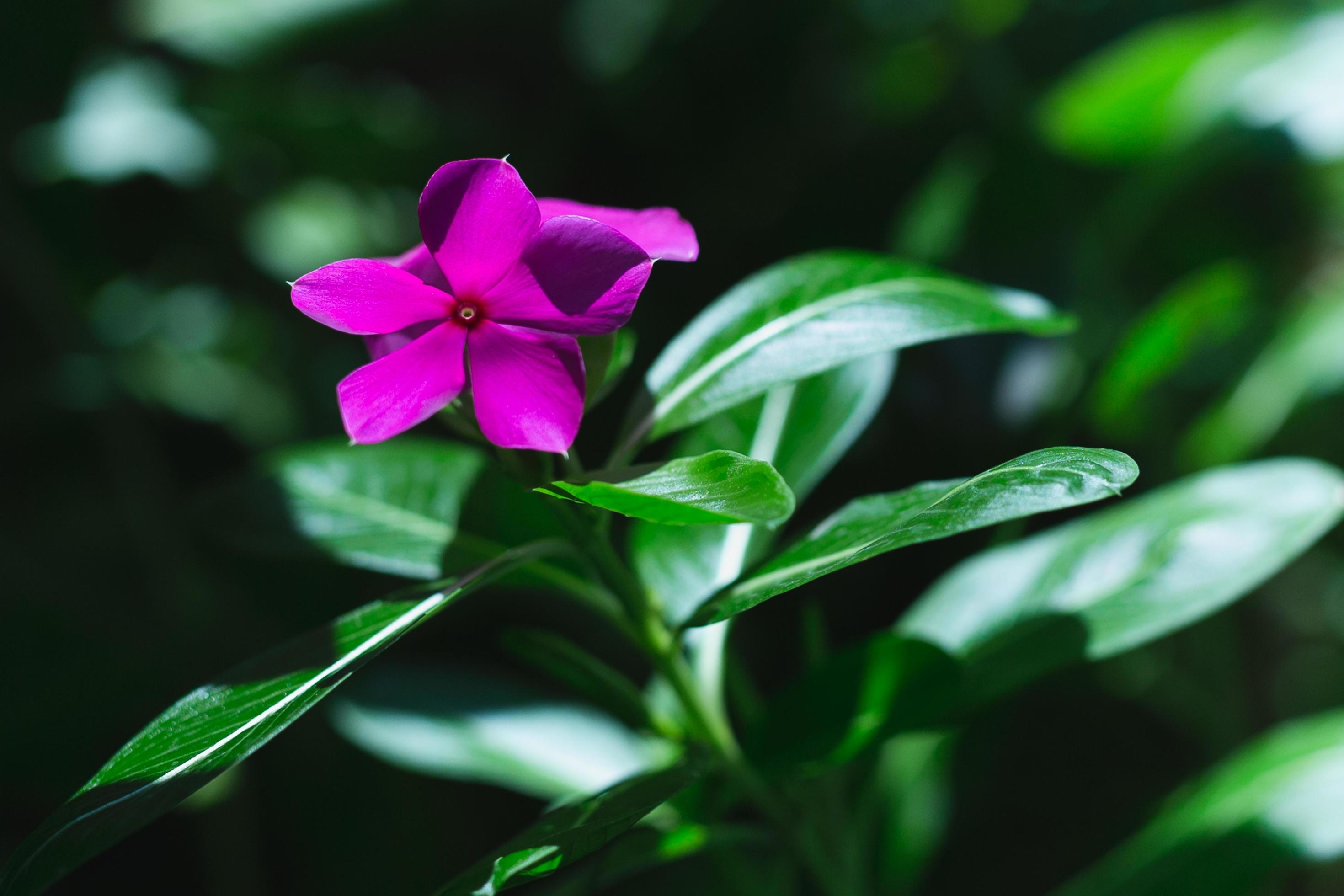 Madagascar periwinkle purple flowers in the garden with nature sunlight. Stock Free