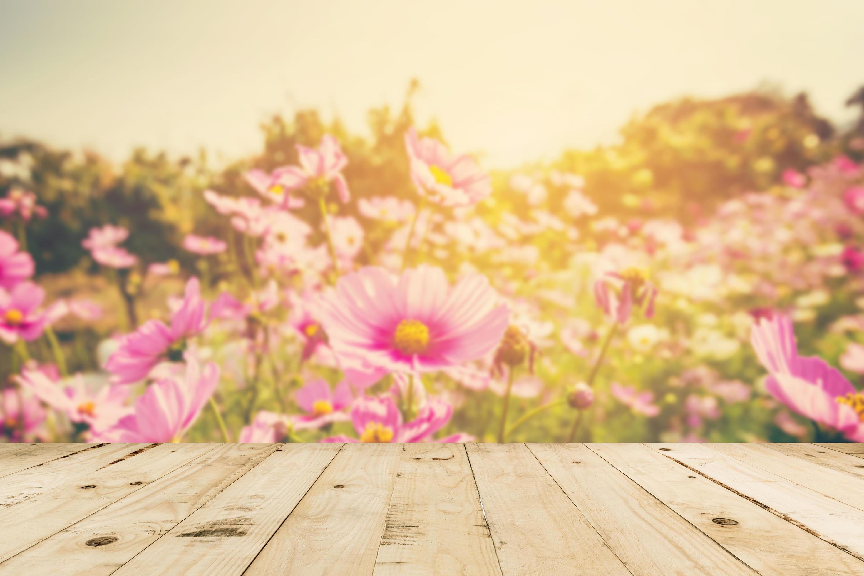 abstract blurred cosmos field flower and sunlight with vintage tone. Stock Free