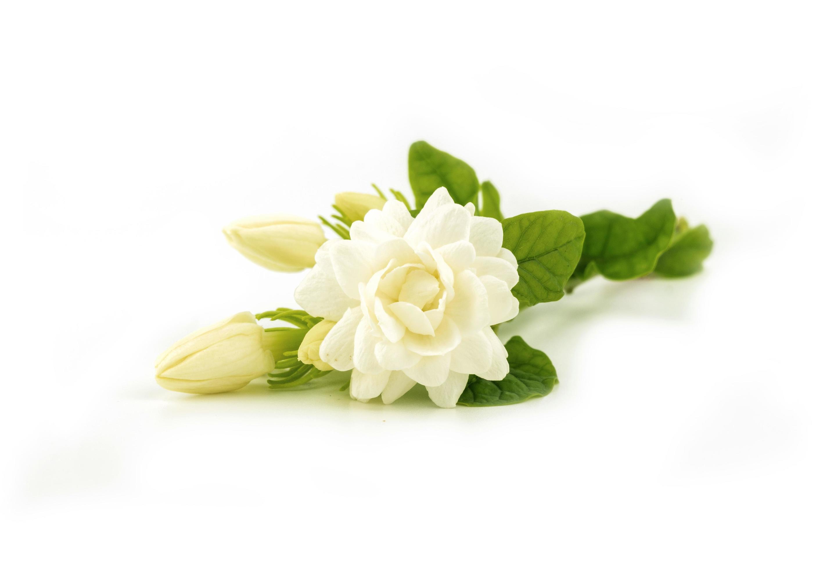 blooming jasmine flower on white Stock Free