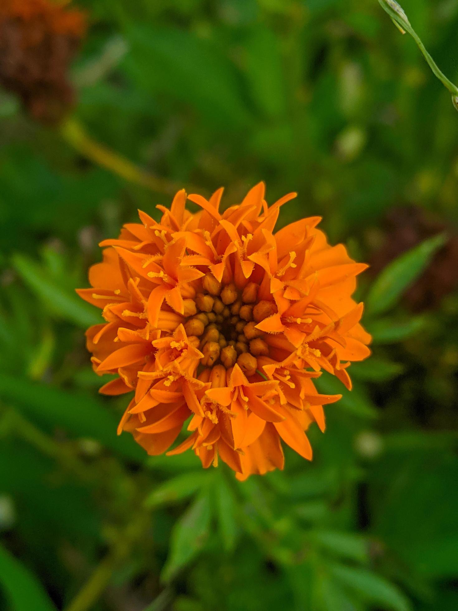 Orange marigold flowers. This flower has the meaning of beauty, wealth, fame, and warmth Stock Free