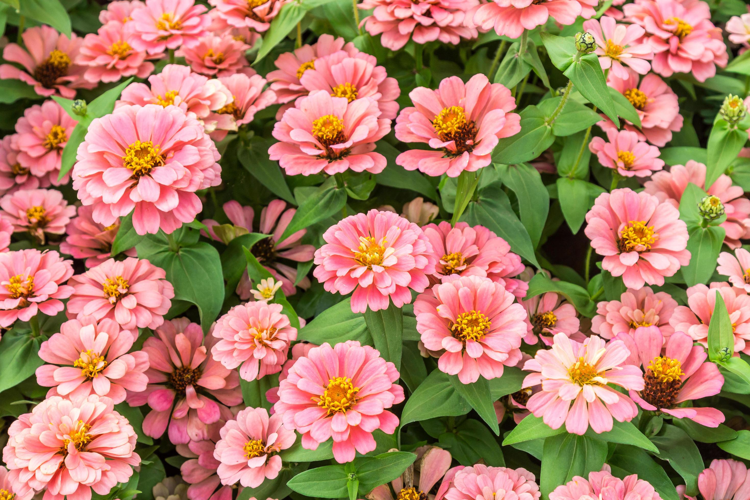 close up zinnia pink flower background Stock Free