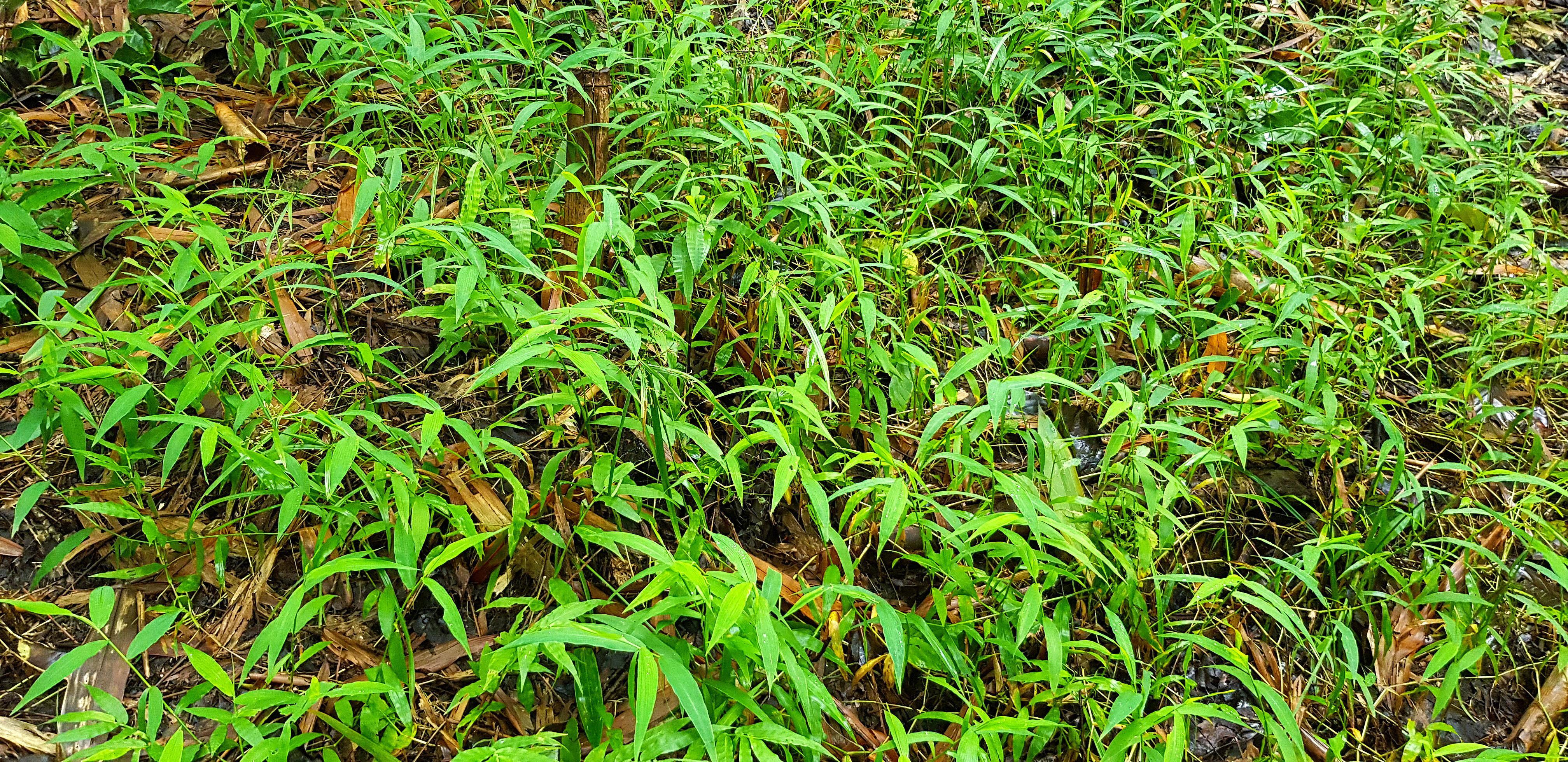 Green glass field and dry leaves on land in deep jungle or tropical forest. Beauty in nature and humidity. Stock Free