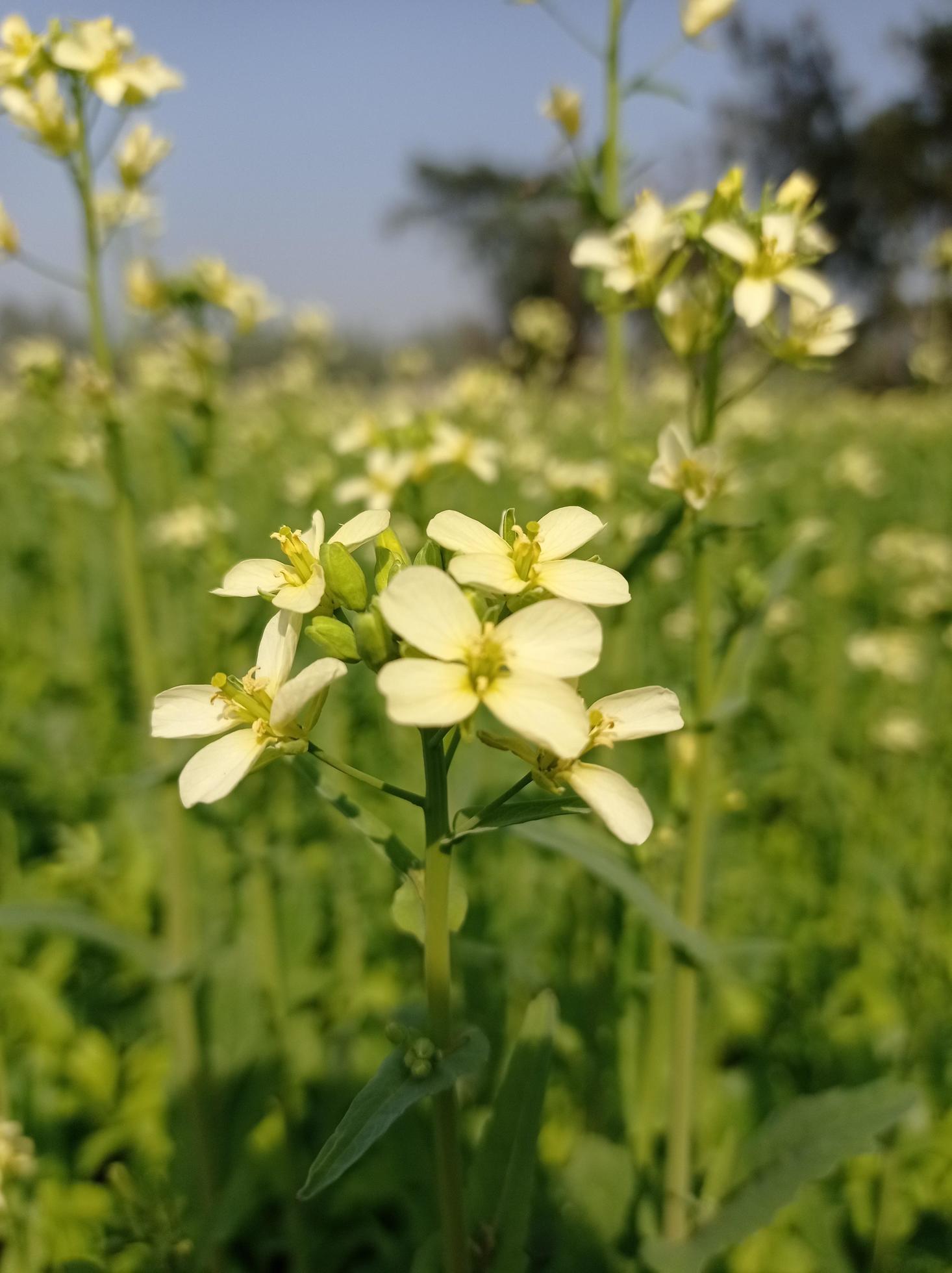 Mustard Flower Images Free Download Stock Free