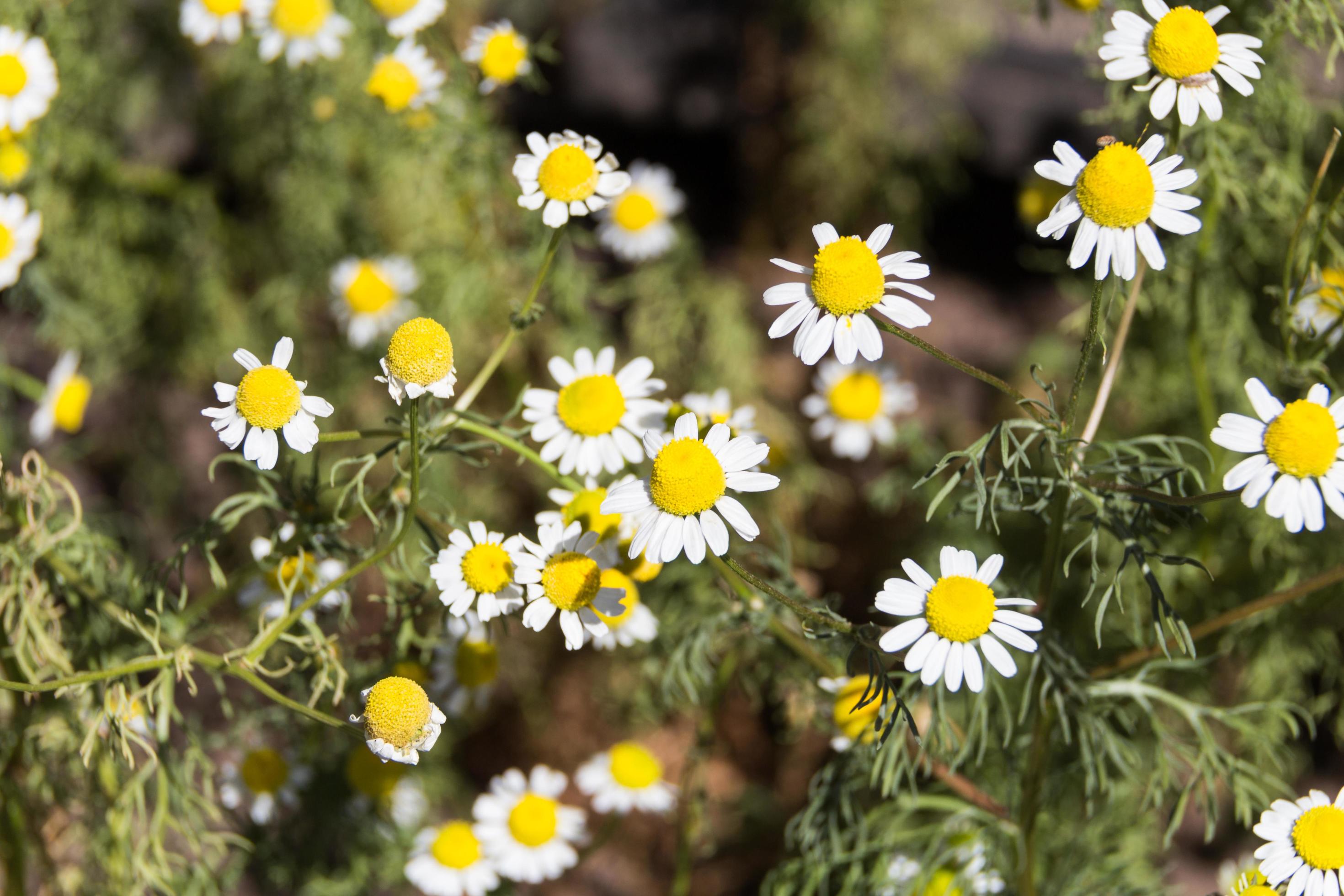 organic chamomile flowered in spring Stock Free