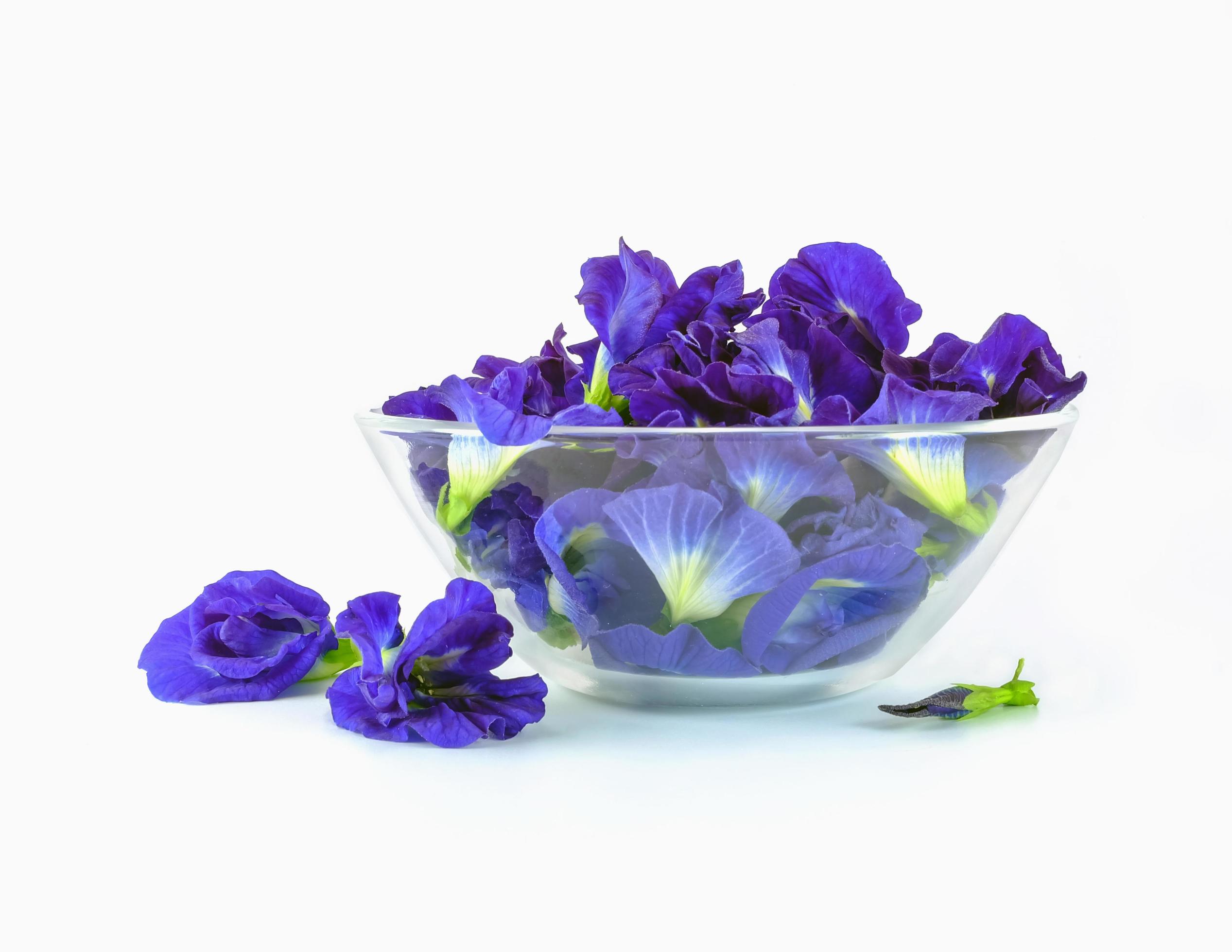 beautiful butterfly pea flower Stock Free