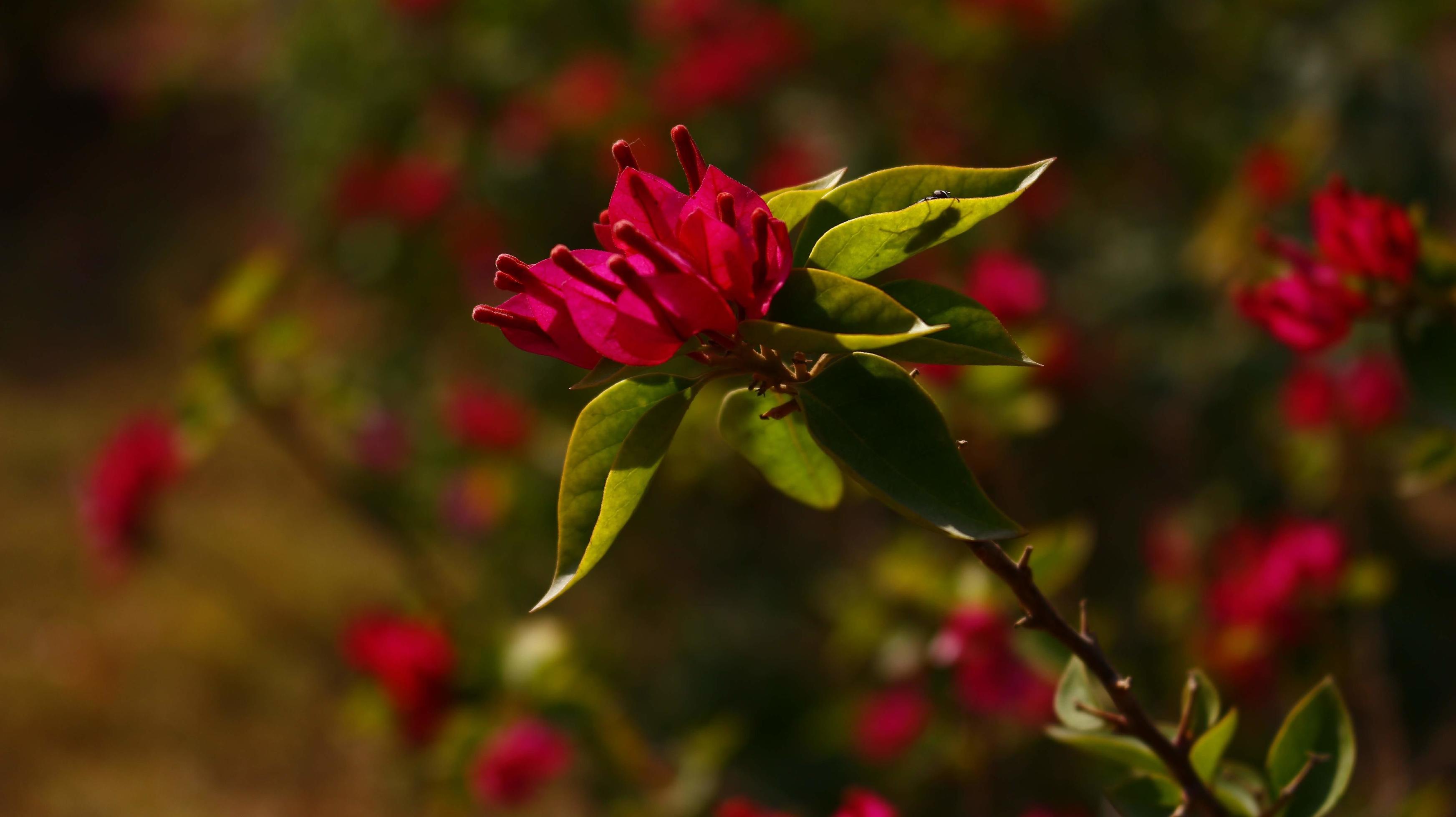 Bright Colored Flowering Plants in Outdoor Garden In Karachi Pakistan 2022 Stock Free