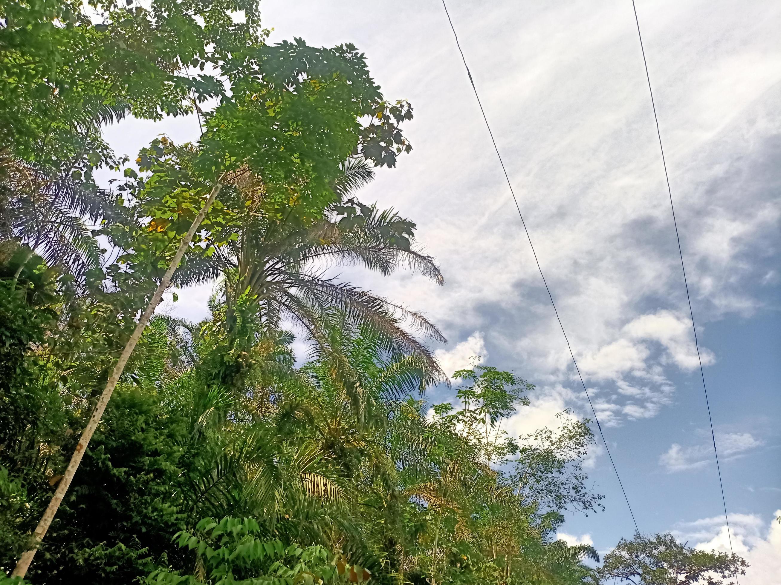 beautiful view clear blue sky and lots of natural green trees Stock Free