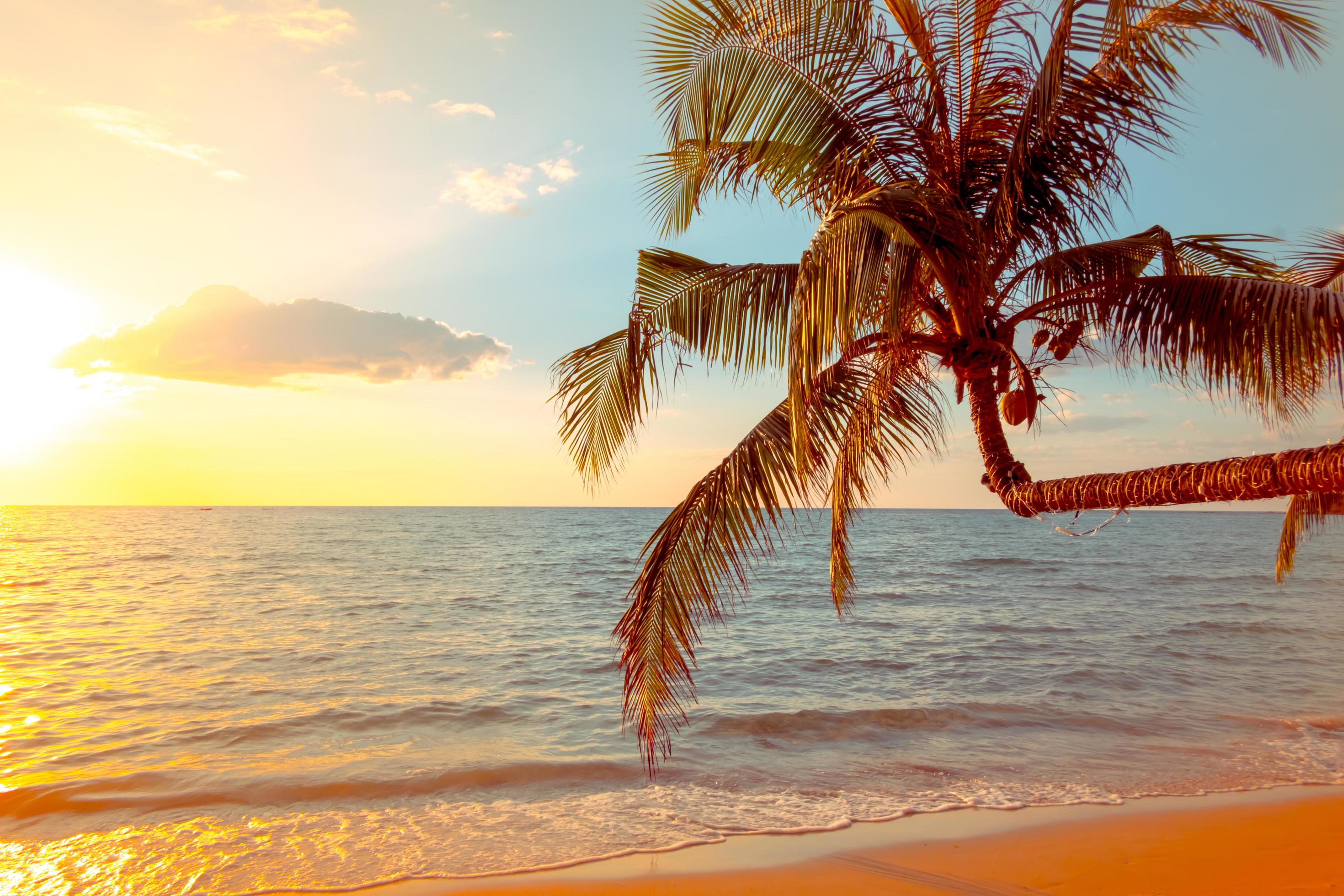 Beautiful sunset tropical beach with palm tree and blue sky for travel in holiday relax time, photo style vintage Stock Free