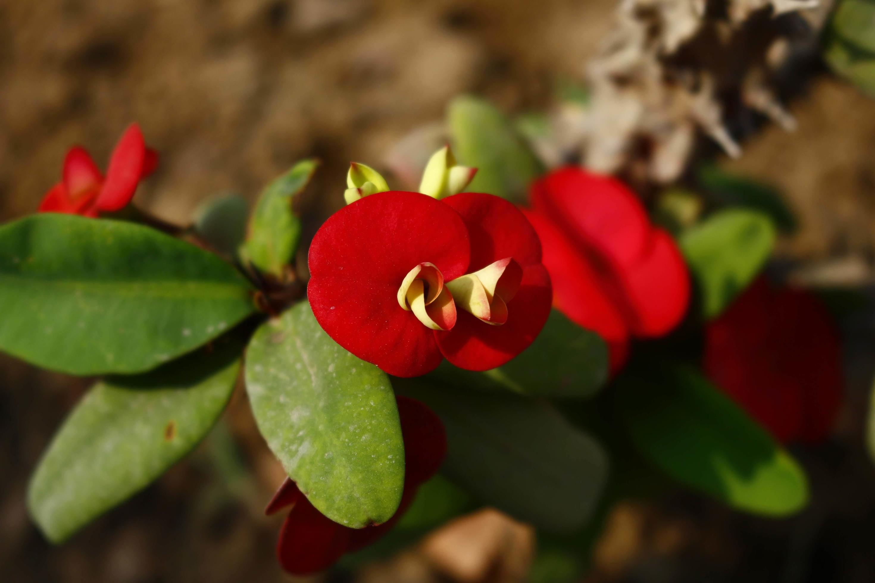 Flowering Plants in Outdoor Garden in Karachi Pakistan 2022 Stock Free