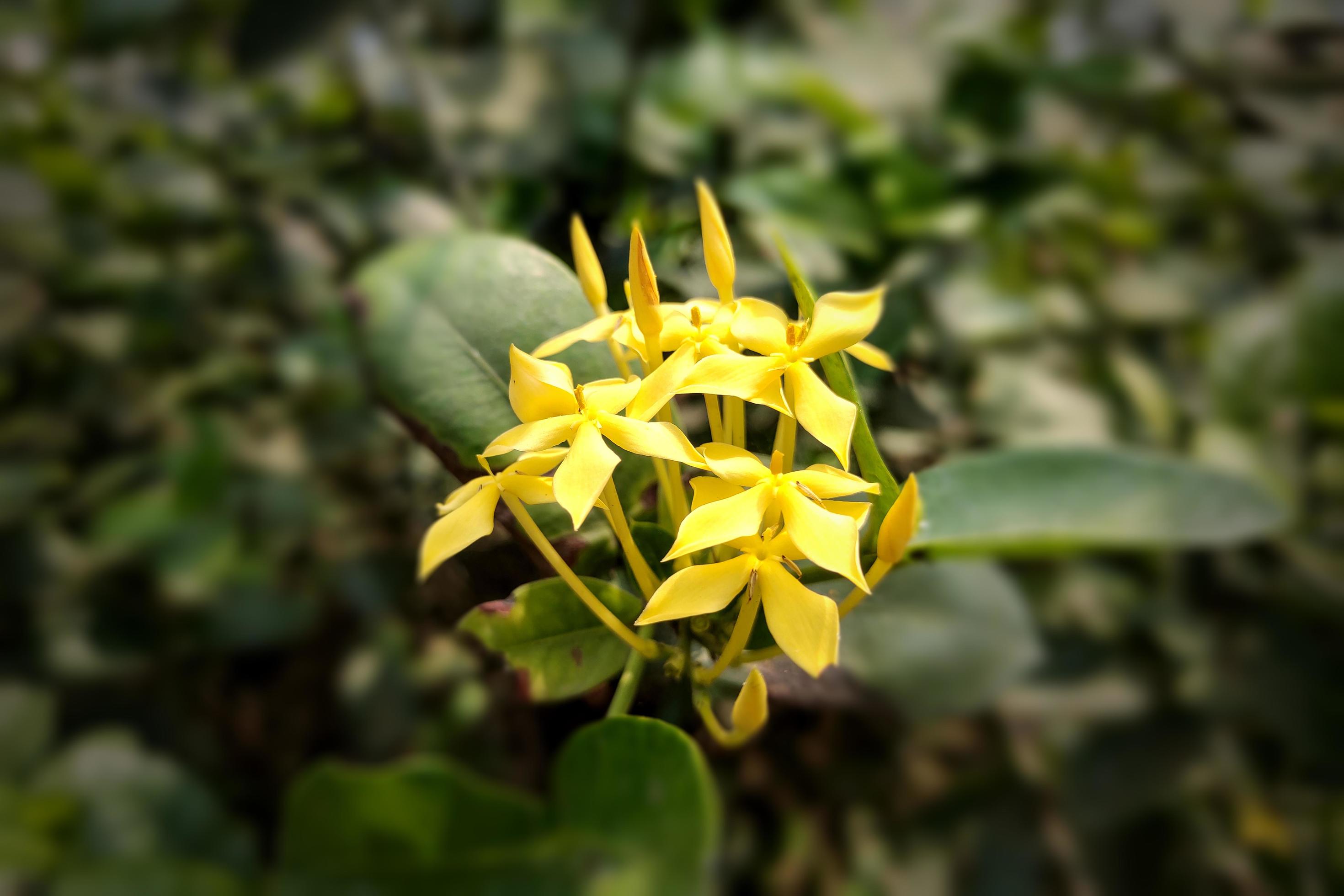 West Indian Jasmine Flower with Leaf Stock Free