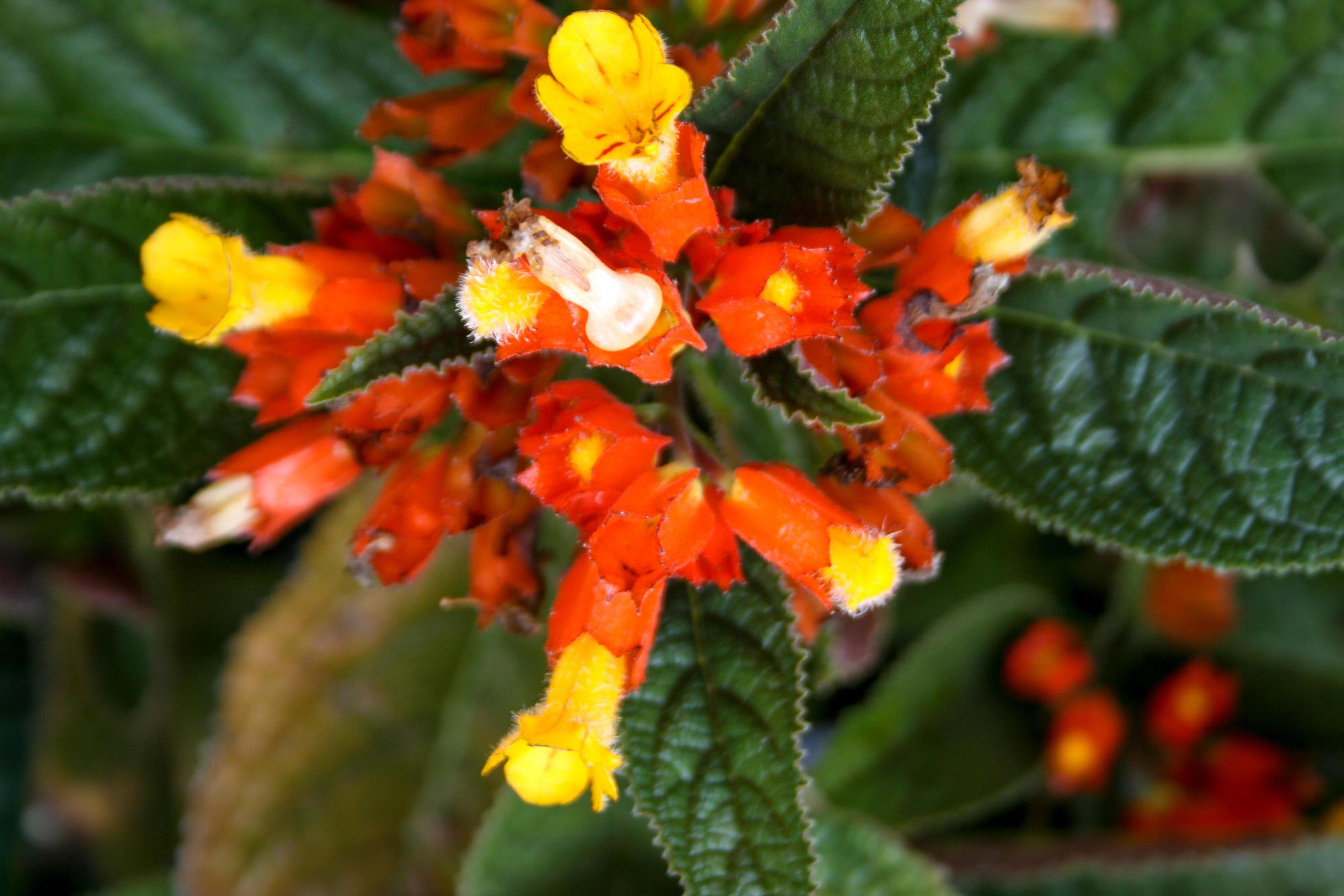 small orange flower blooming beauty nature Stock Free