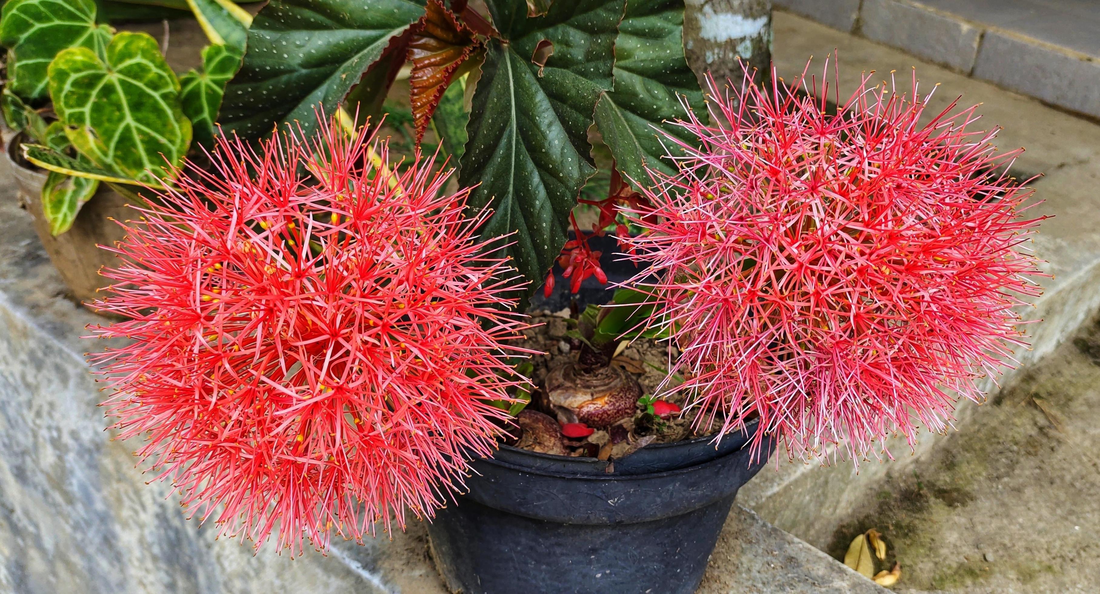 December flowers bloom in the yard Stock Free