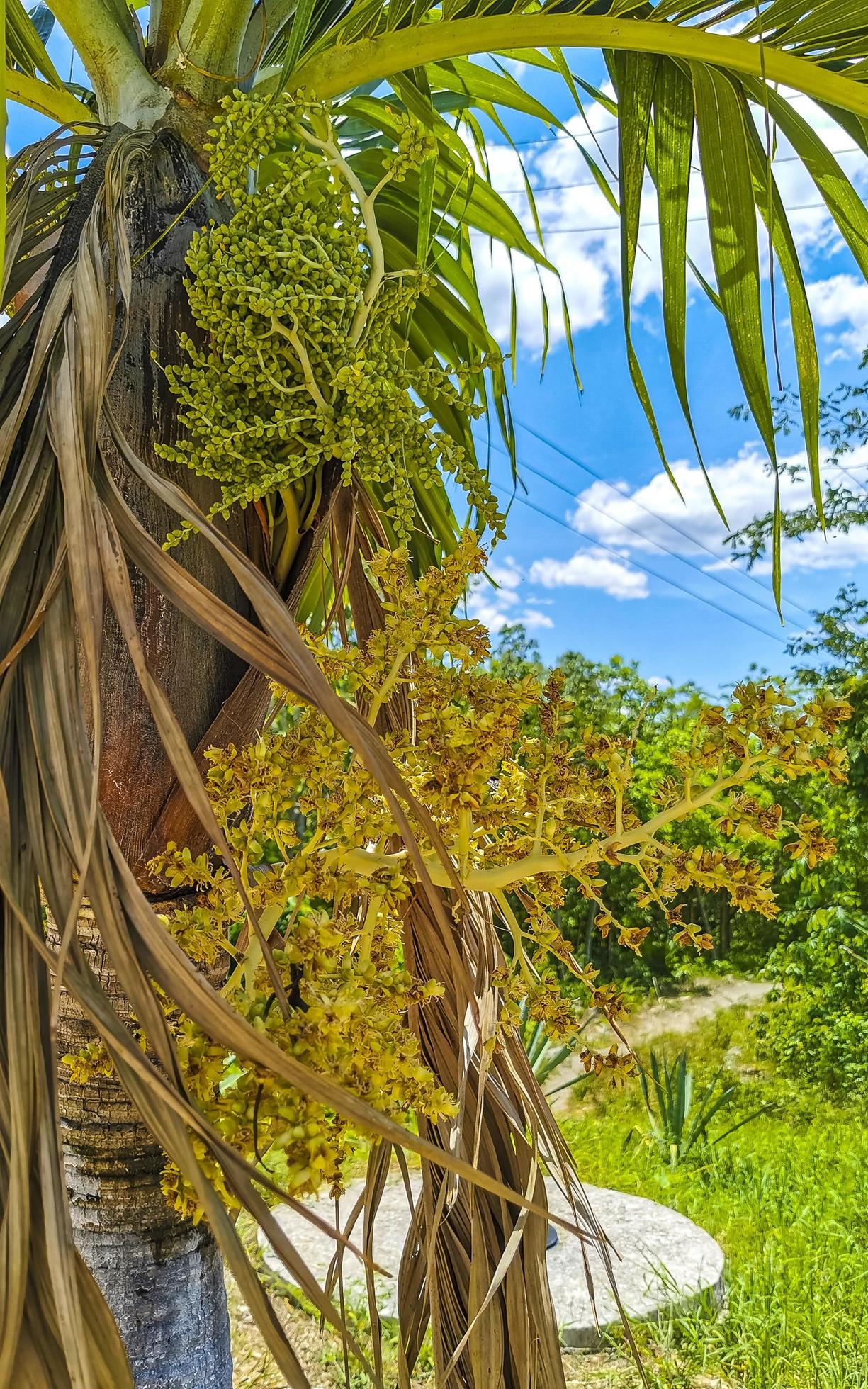 Tropical natural palm tree coconuts blue sky in Mexico. Stock Free