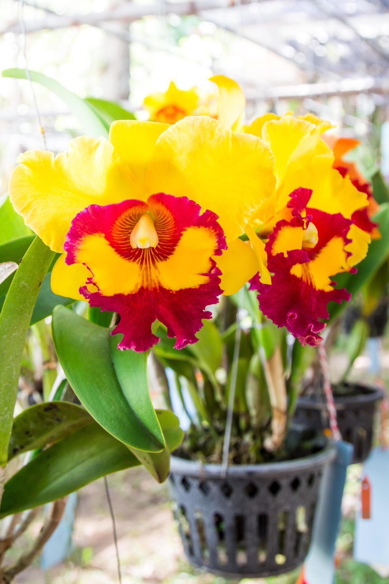 close up orchid flower in pot plant Stock Free