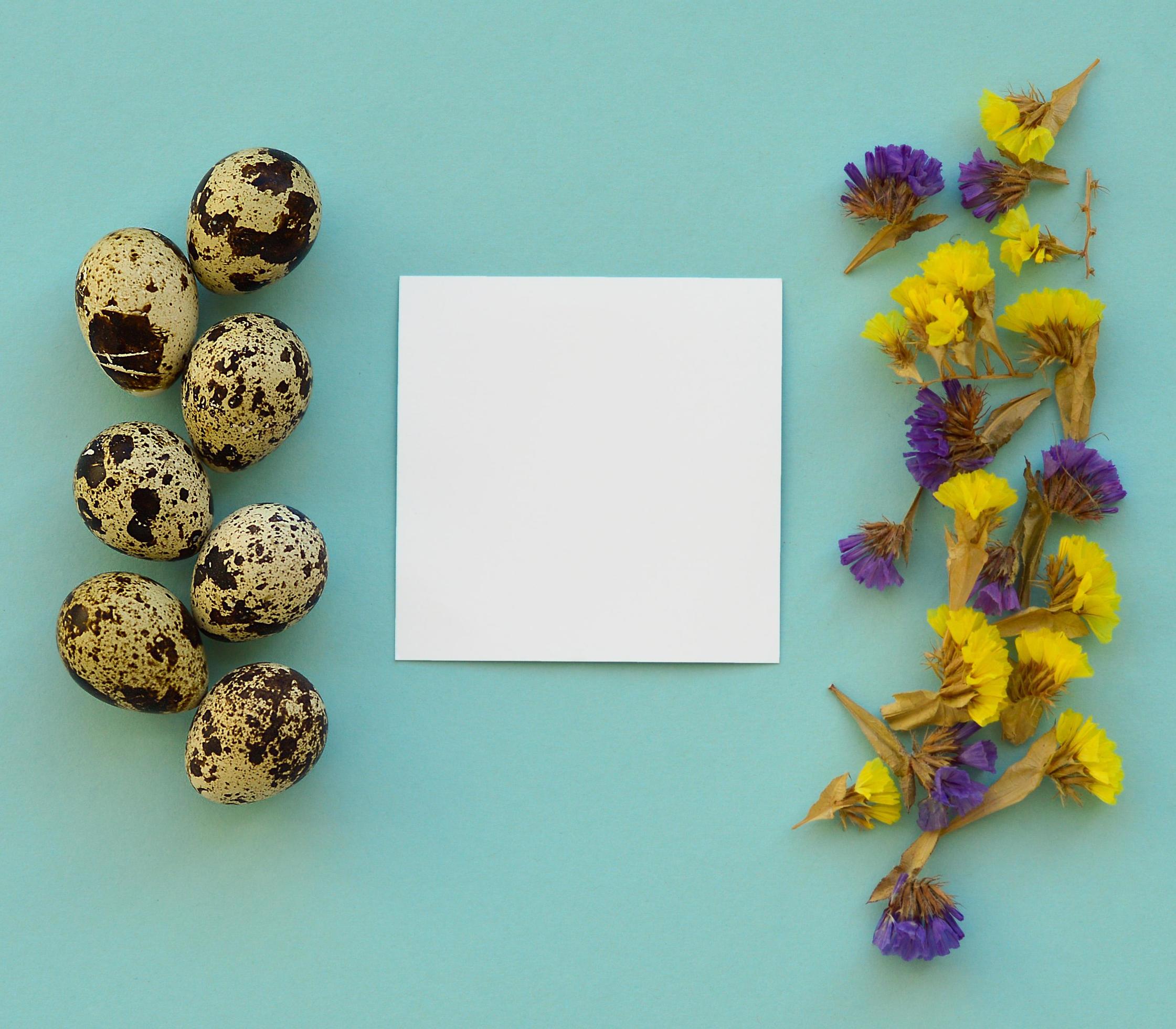 Easter composition. Quail eggs, flowers, white paper blank on blue background. Copy space. Stock Free