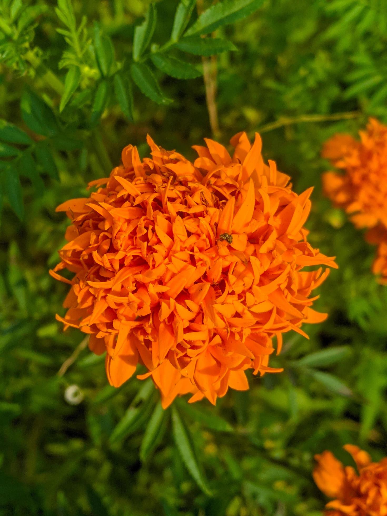 Orange marigold flowers. This flower has the meaning of beauty, wealth, fame, and warmth Stock Free