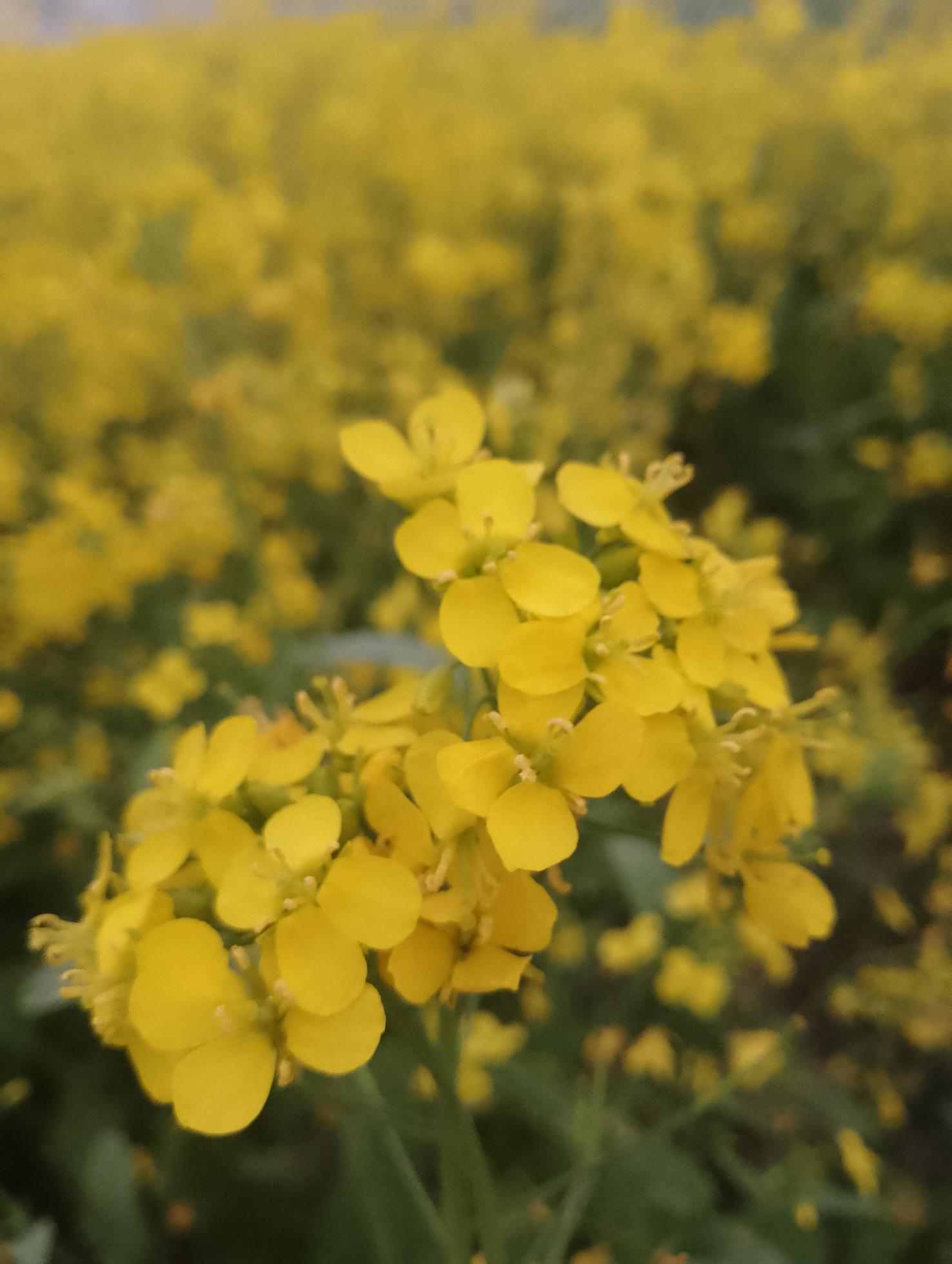 Blooming rapeseed field in spring flower Stock Free