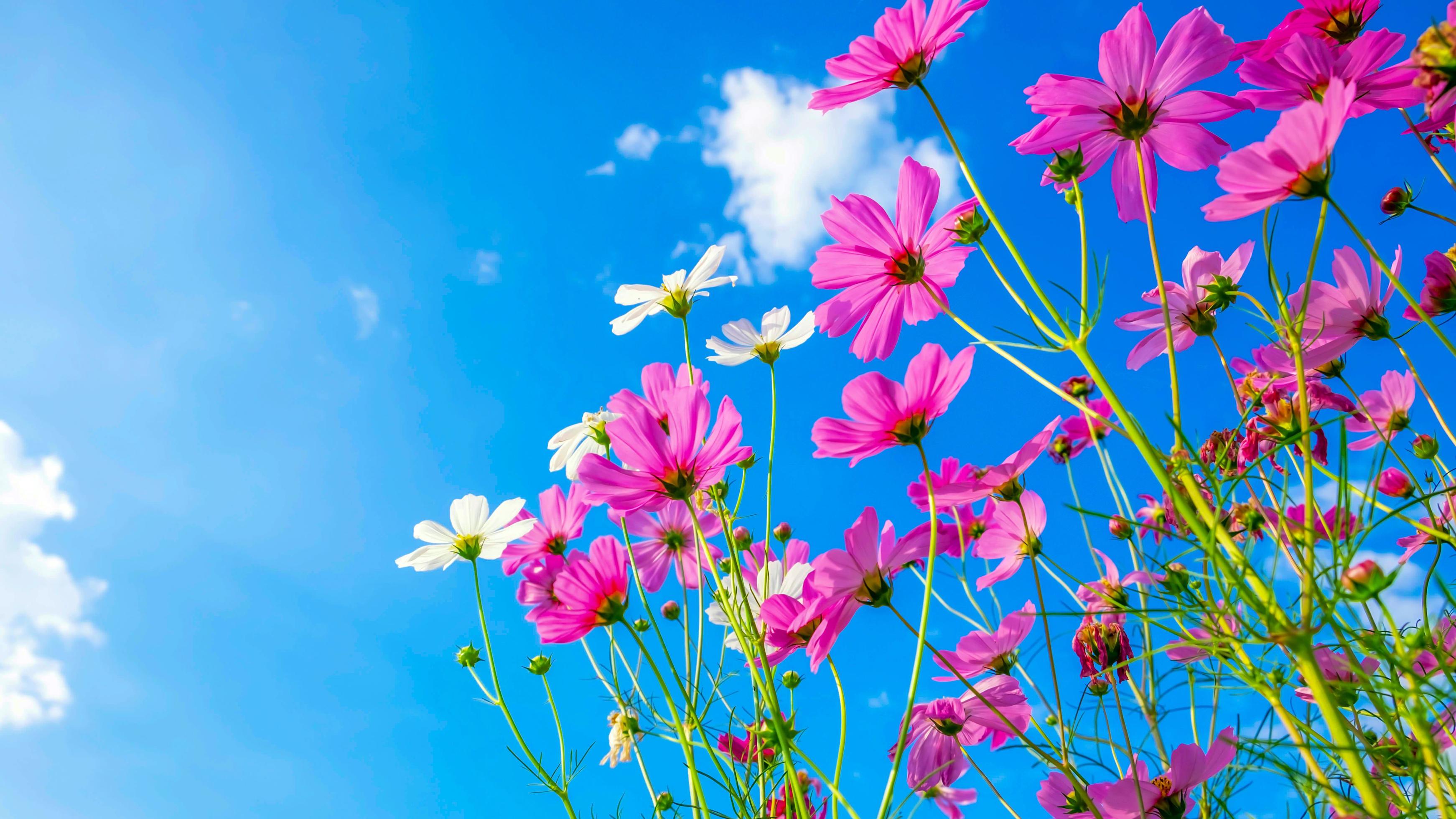 Cosmos flower background and blue sky Stock Free