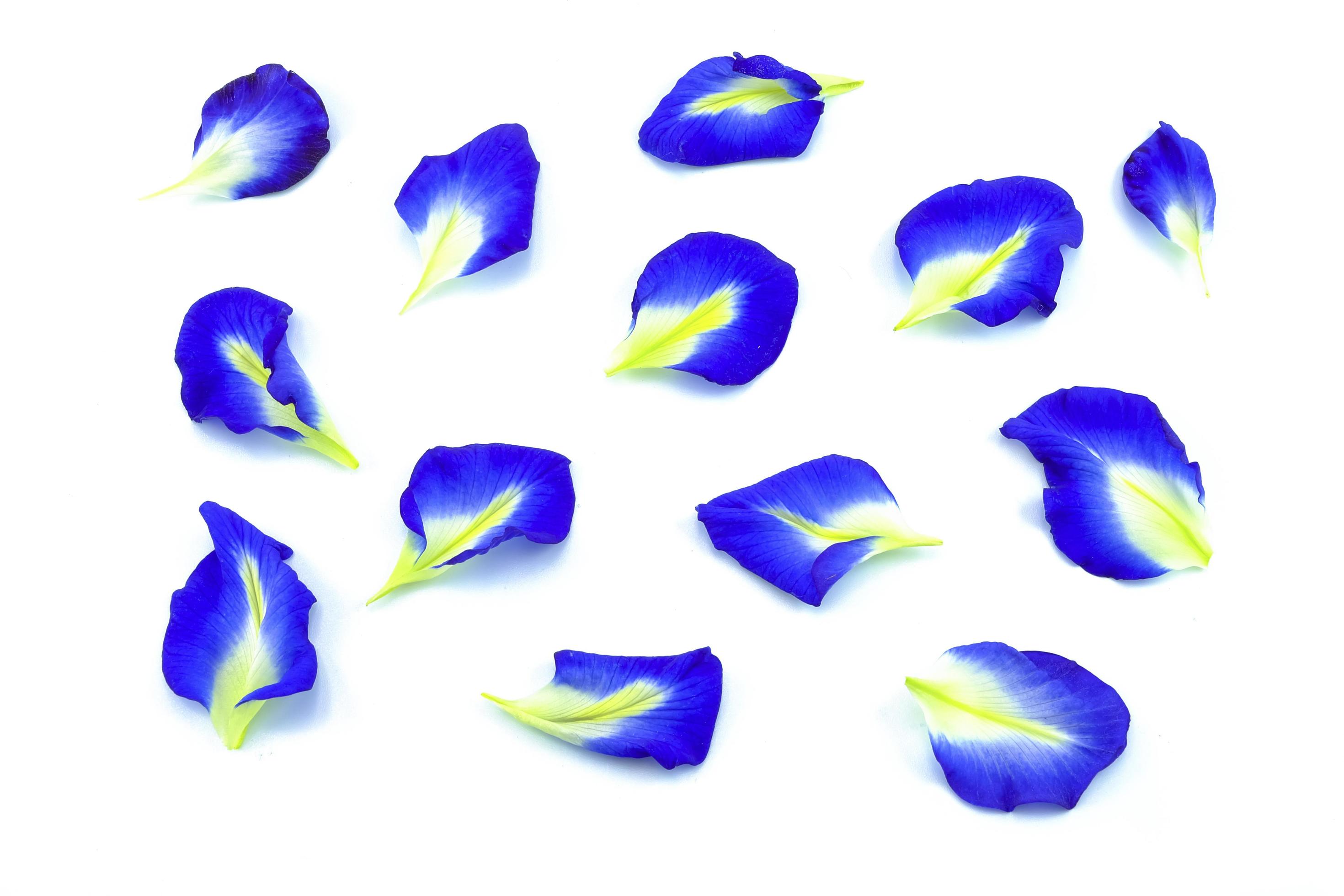 blue flower petals on white background Stock Free