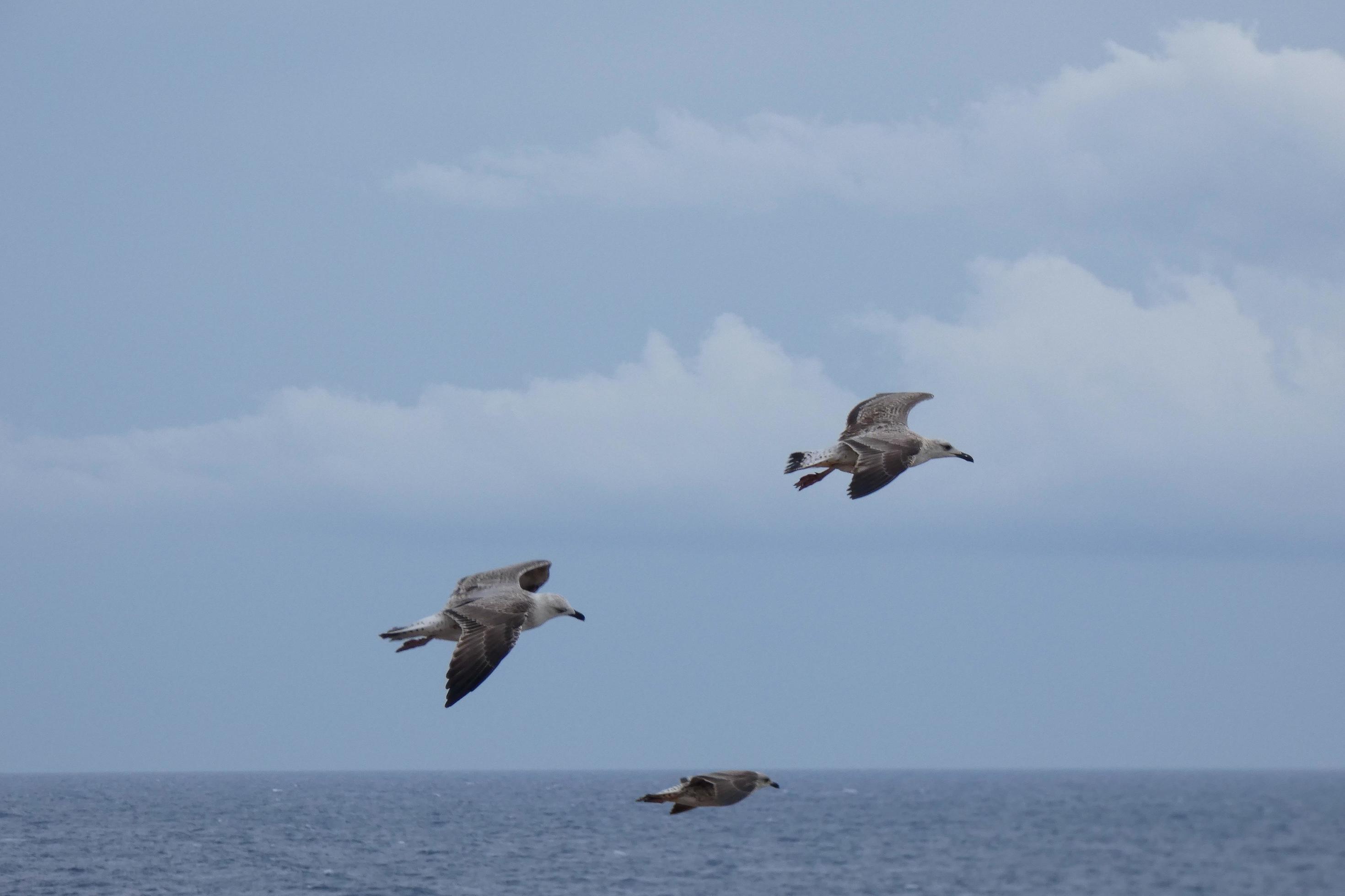 Wild seagulls in nature along the cliffs of the Catalan Costa Brava, Mediterranean, Spain. Stock Free