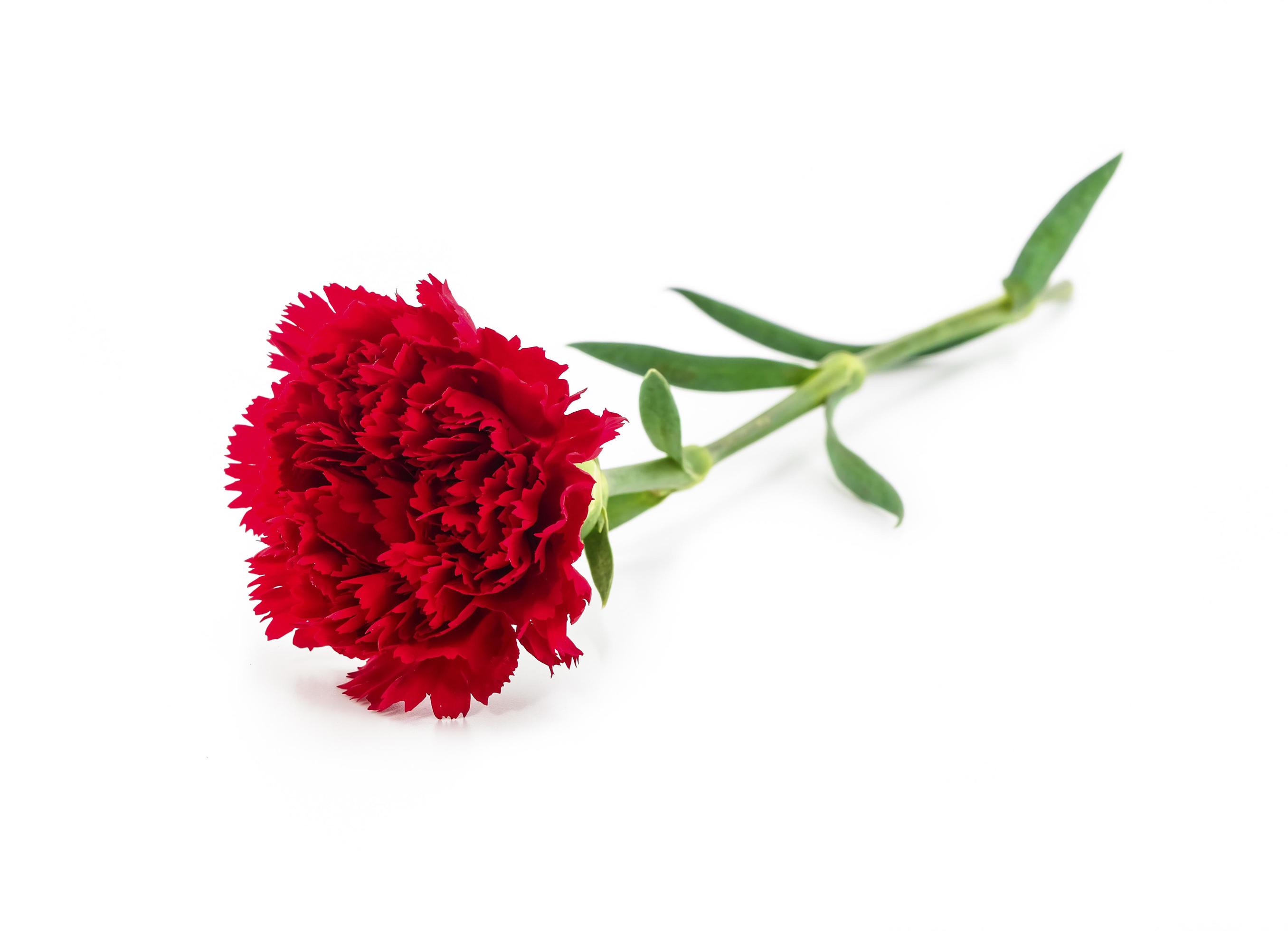 clean red carnation flower Stock Free