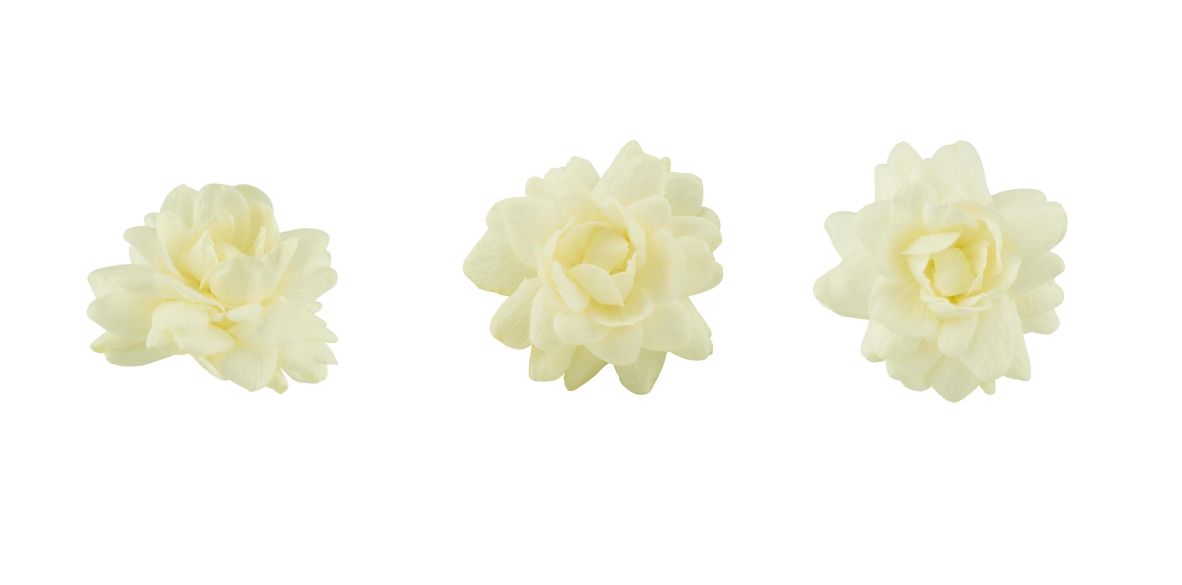 jasmine flower isolated on white background Stock Free